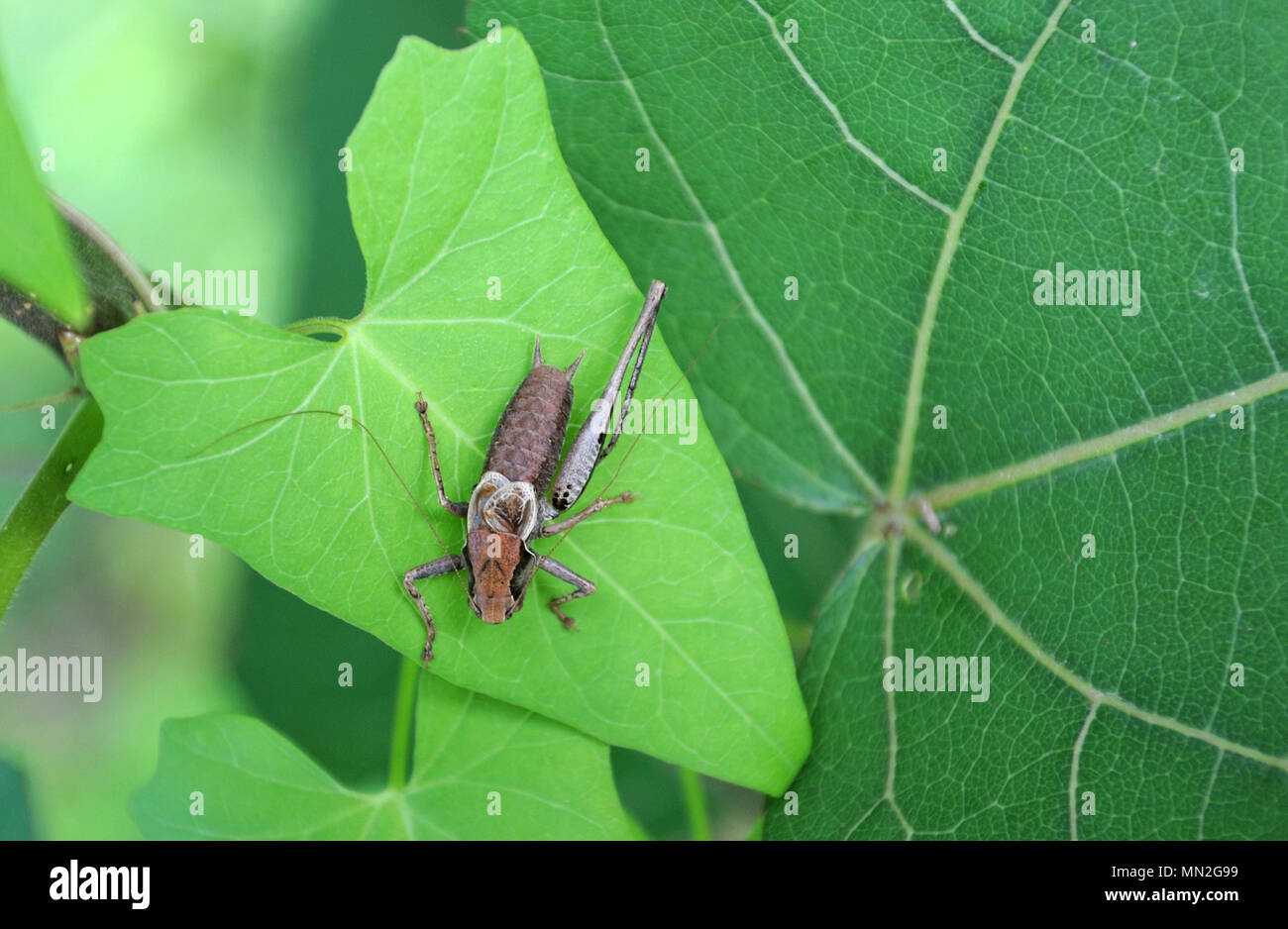 Brown bush cricket con una pierna sentado en una hoja Foto de stock