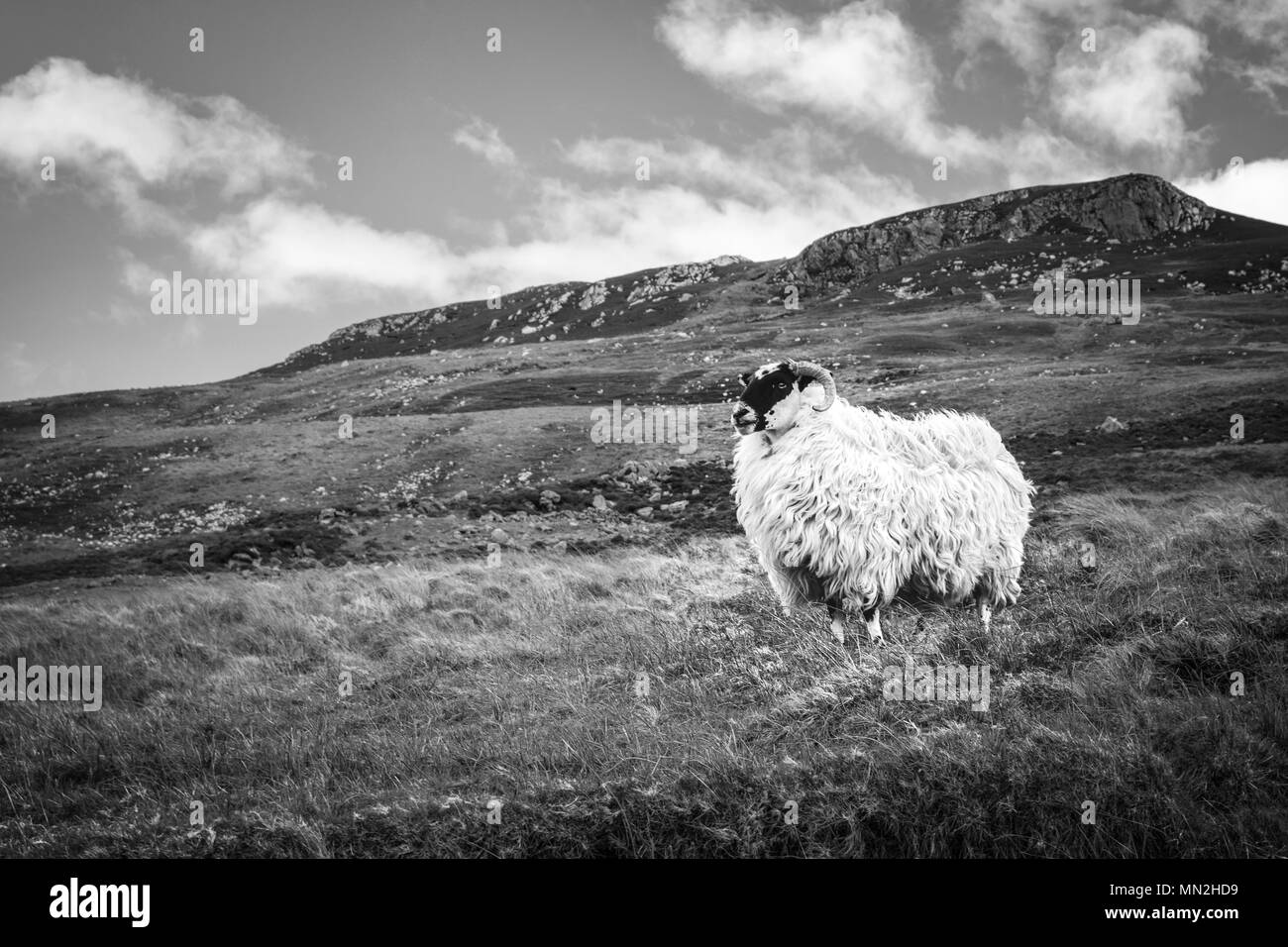 Imagen de una oveja en una montaña en Donegal, Irlanda Foto de stock