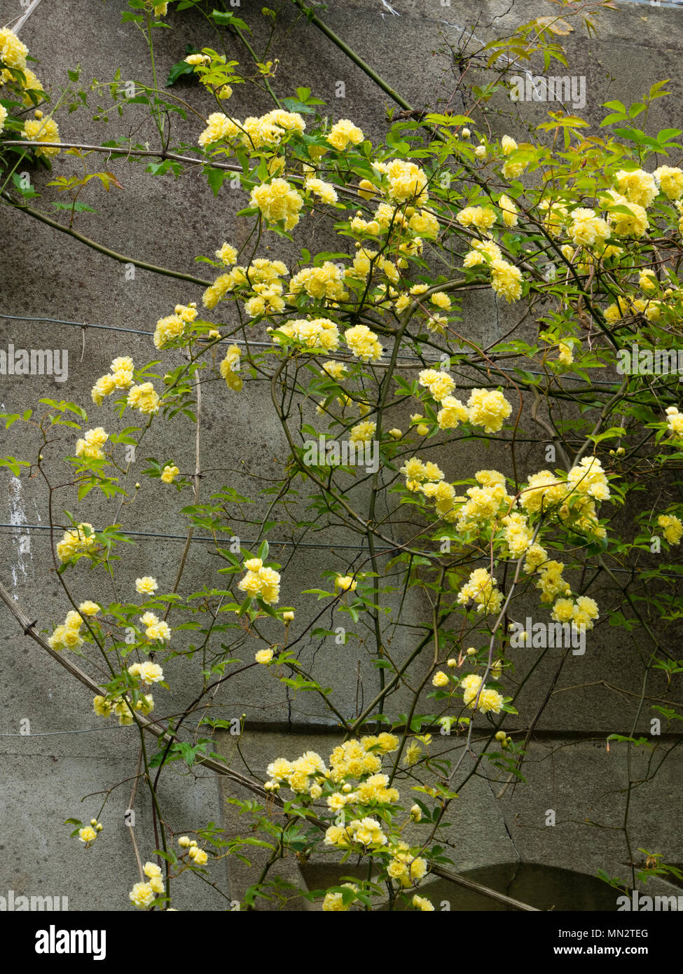Pequeña, dobles, flores amarillas de la Rambling Rose, Rosa banksiae Banksian 'Lutea',entrenado en una pared. Foto de stock