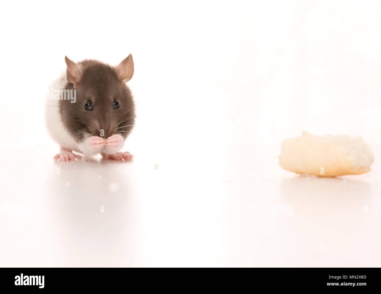 Un bebé de rata utilizando sus patas para comer pan. Foto de stock