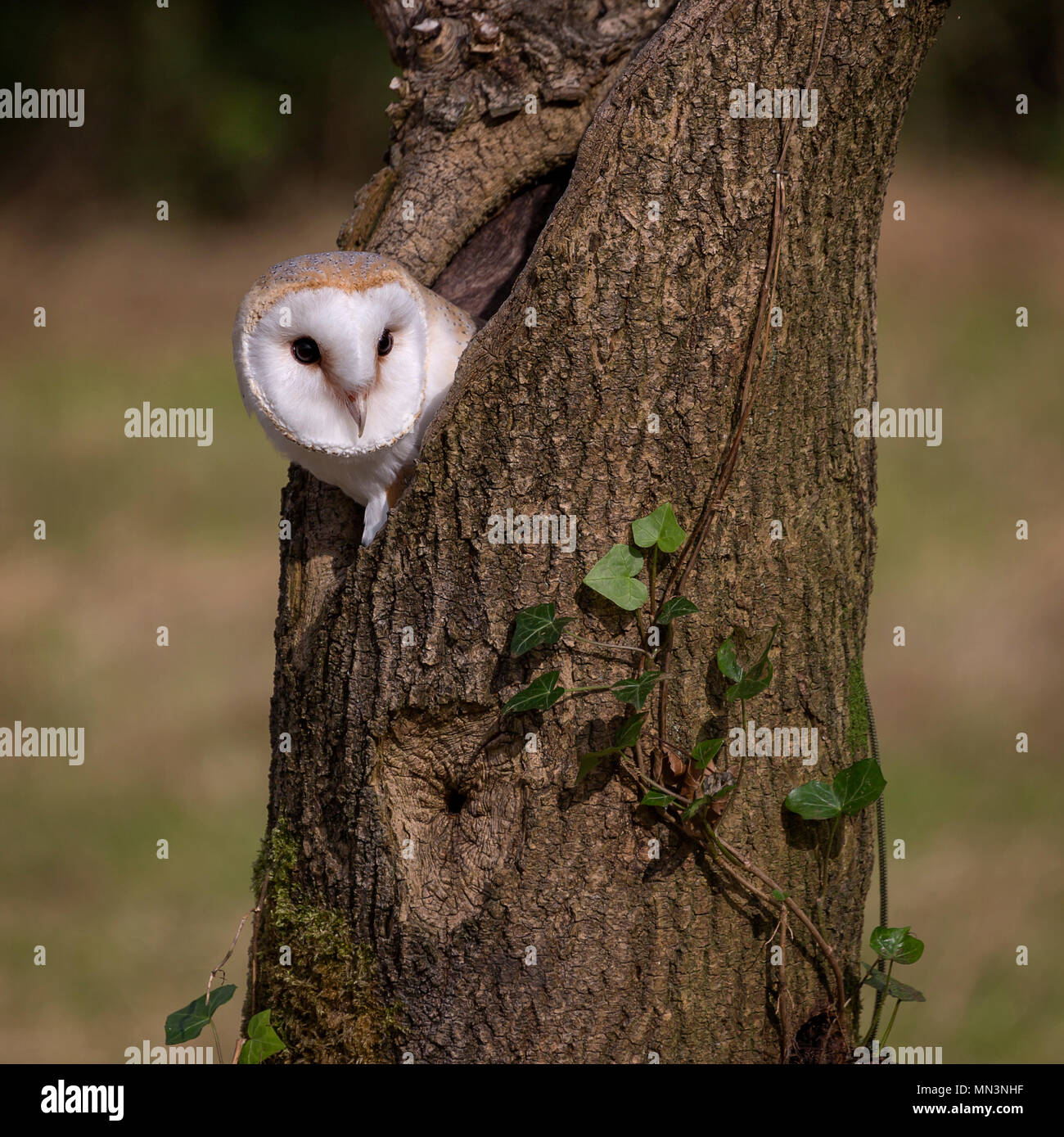 Barn Owl Foto de stock