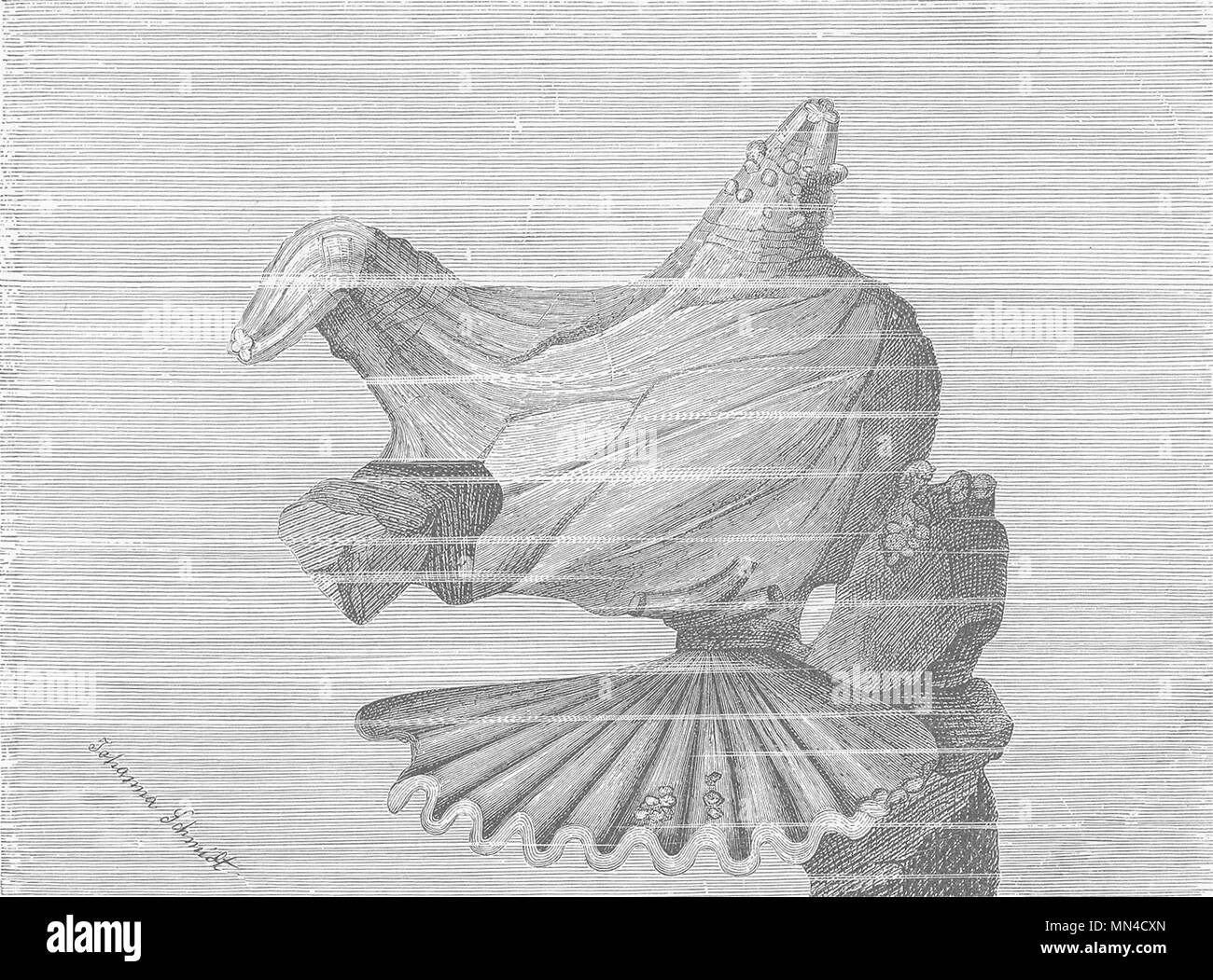 Ascidias. Correosa mar fijo-Squirt, Microcosmus 1896 antigüedades imprimir Foto de stock