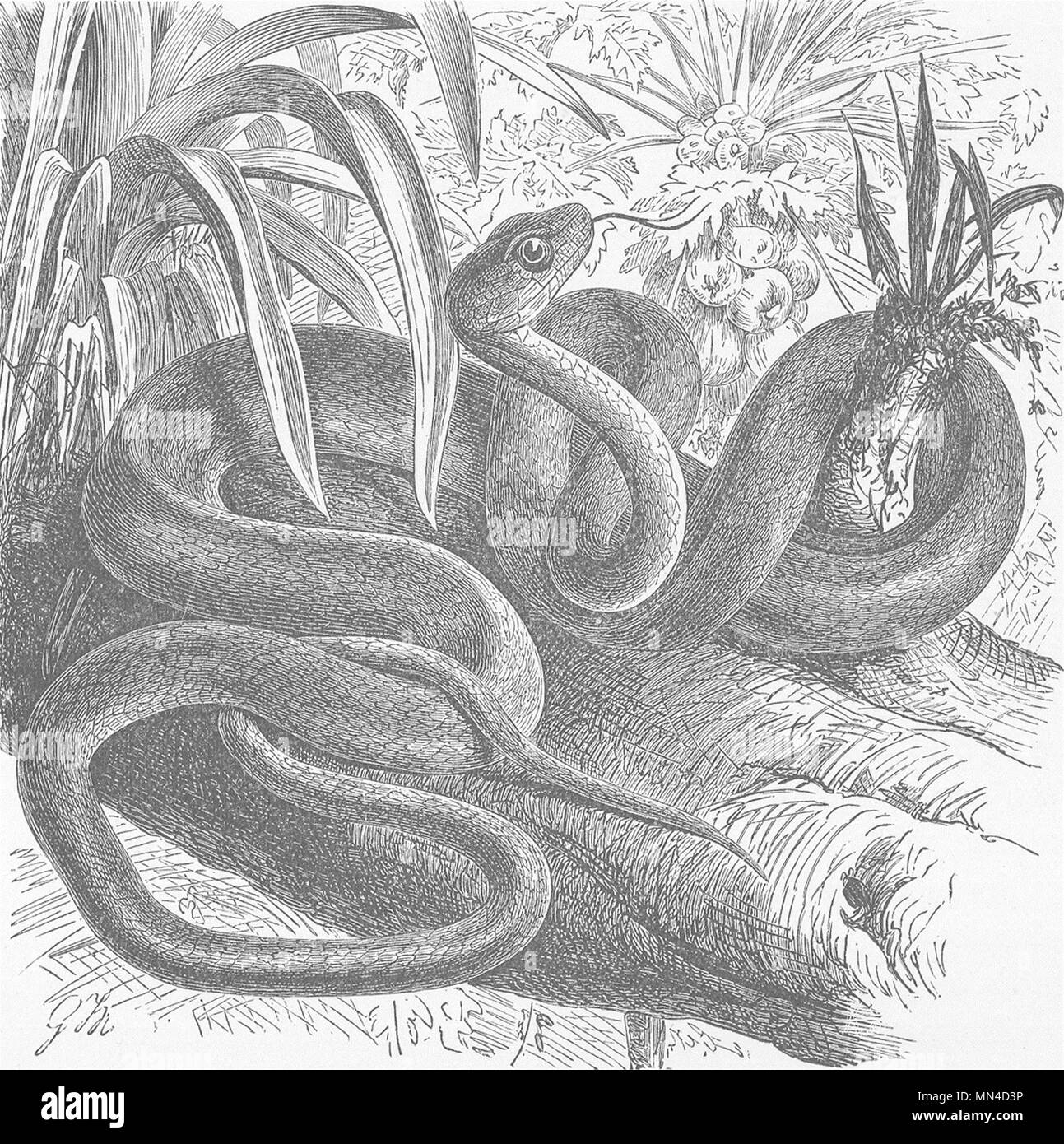 Los animales. Sipo, o madera brasileña-serpiente antigua 1896 vintage imprimir imagen Foto de stock
