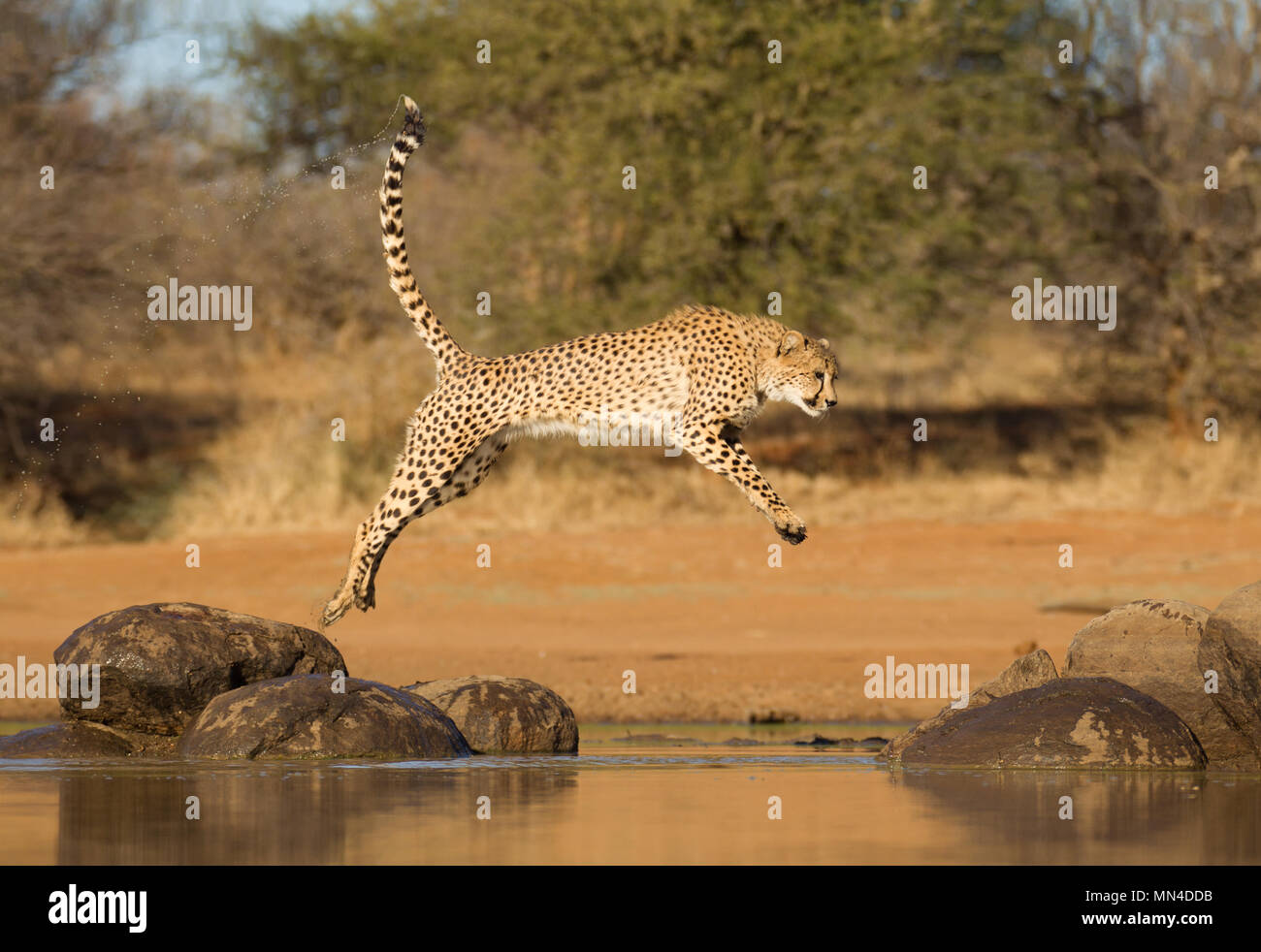 Guepardo saltando entre dos rocas en un poco de agua, Sudáfrica (Acinonyx jubatus) Foto de stock