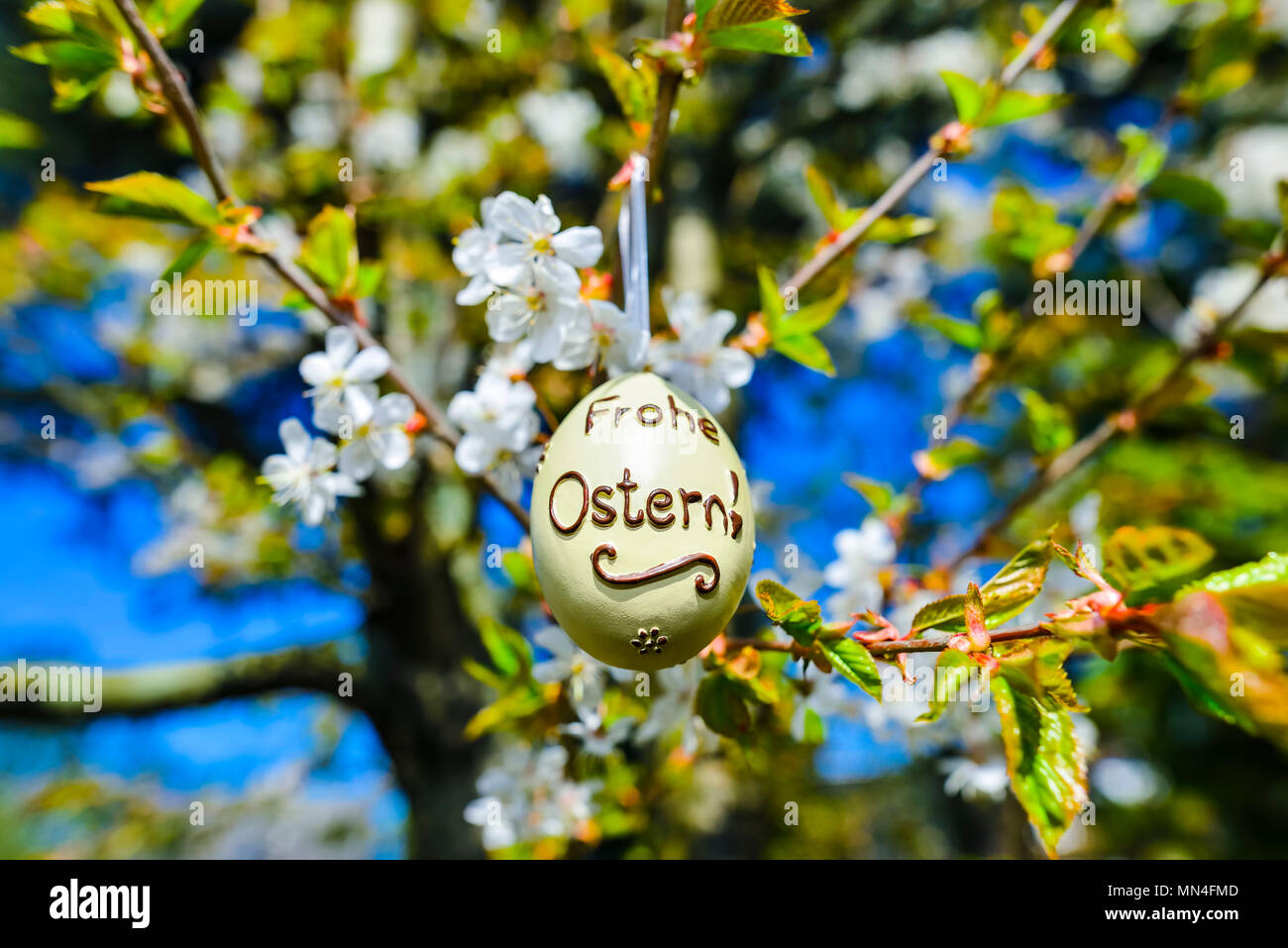 Huevo de pascua en una flor de cerezo, un einer blühenden Kirsche Osterei Foto de stock