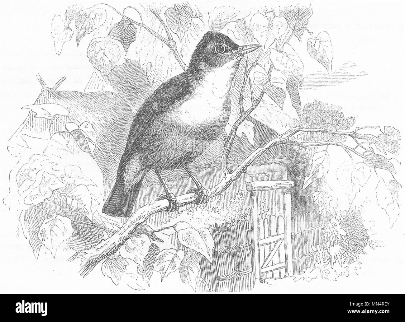 Las aves. El canto. Curruca mosquitera. Chiff-Chaff c1870 antiguedades vintage imprimir imagen Foto de stock