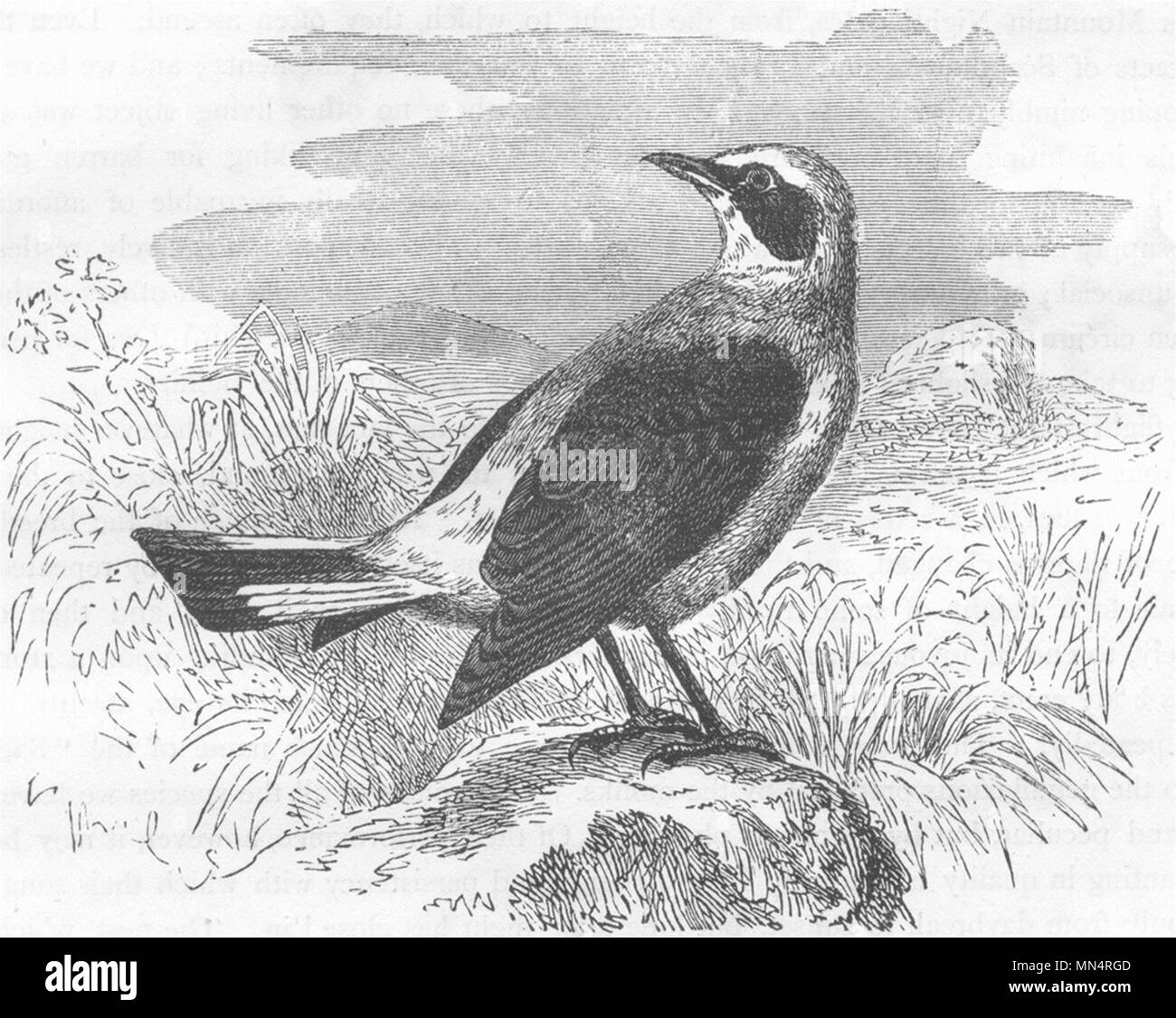 Las aves. El canto. Curruca mosquitera. Chat de piedra dobladas c1870 antigua imagen de impresión Foto de stock