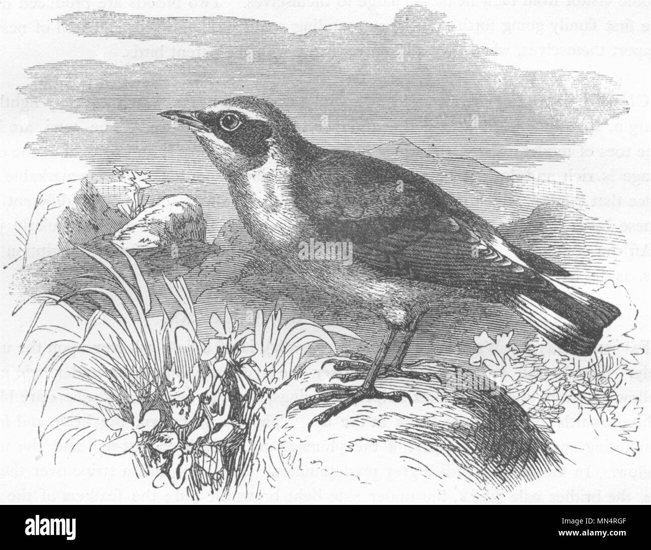 Las aves. El canto. Curruca mosquitera. Wheatear c1870 antiguedades vintage imprimir imagen Foto de stock