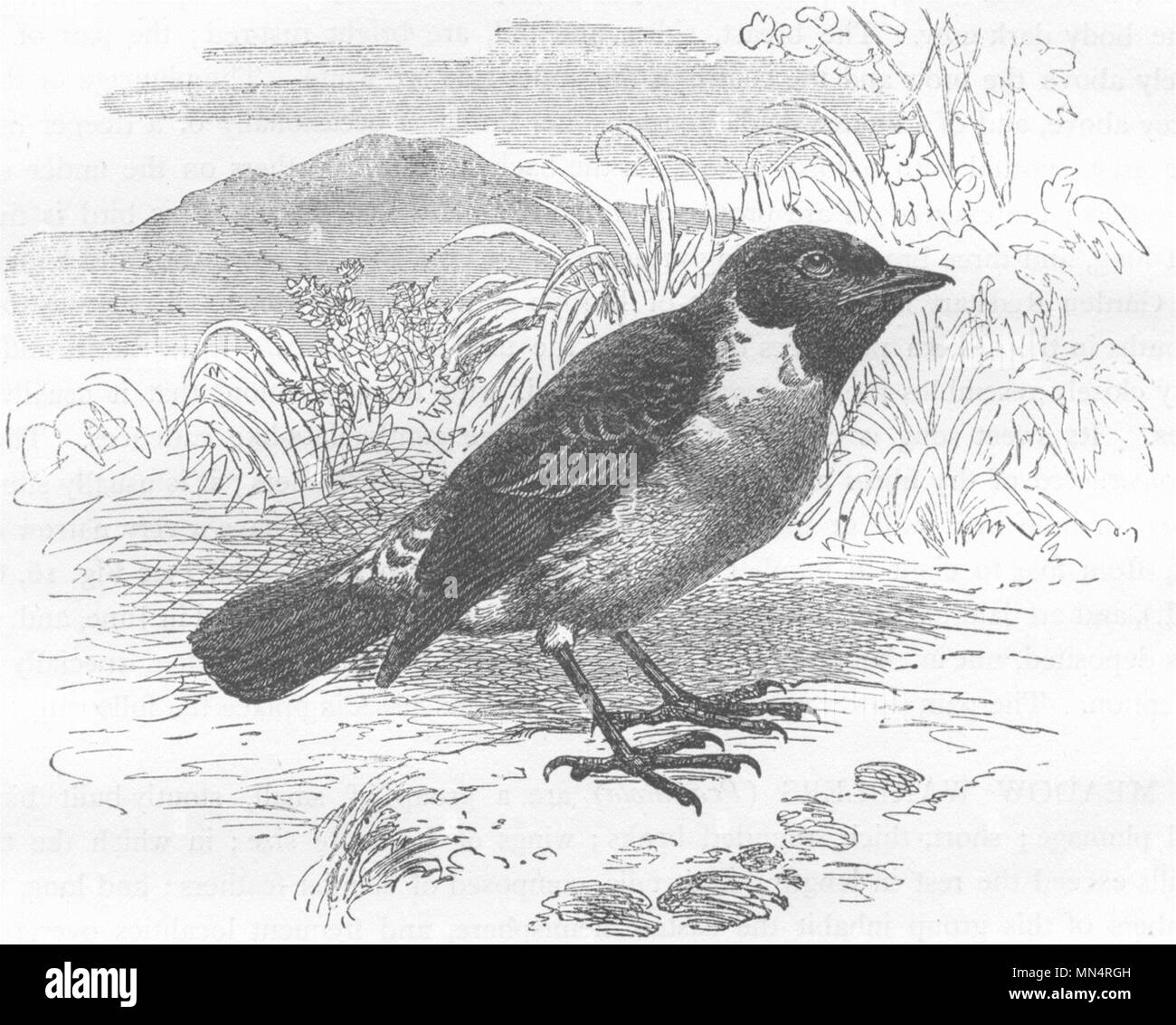 Cantando cerúlea. Black-throated Meadow c1870 antiguedades vintage imprimir imagen Foto de stock