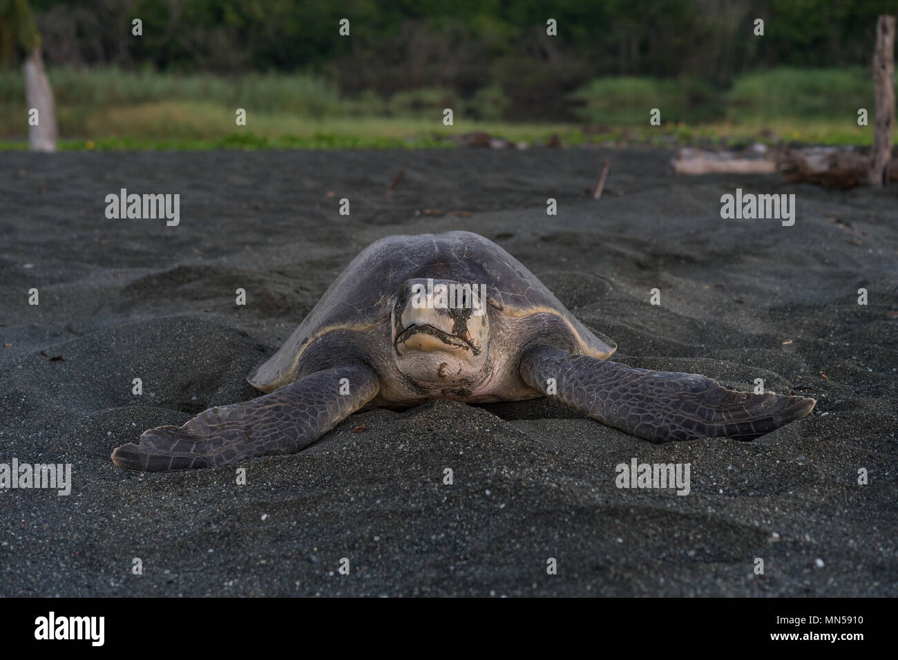 Verde tortuga golfina, Lepidochelys olivacea, durante el desove