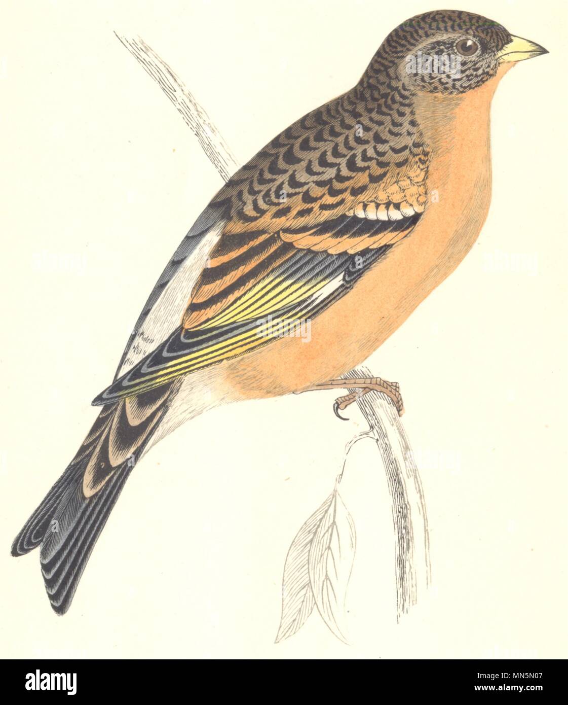 Las aves. Mountain Finch. Se encuentra en Europa. Asia. Japón (Morris) 1865 impresión antigua Foto de stock