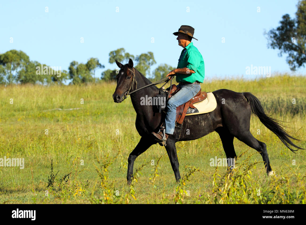 Un vaquero en camisa verde a caballo en una granja. Foto de stock