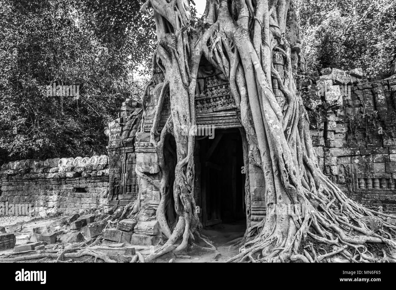Las raíces de un árbol de banyan de Ta Prohm templo de Angkor, Siem Rep, Camboya Foto de stock