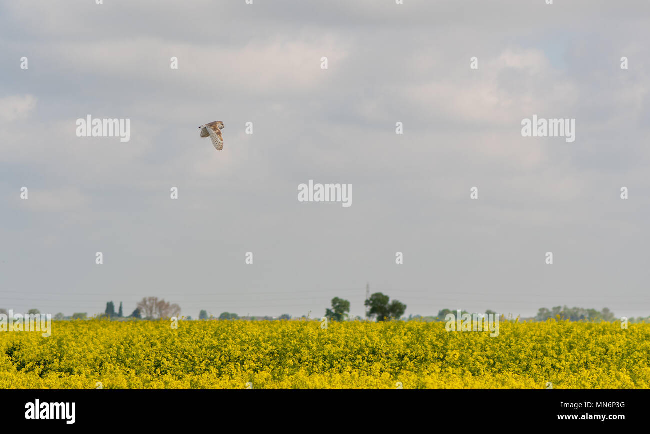 Lechuza de Campanario (Tyto alba) volando sobre Lincolnshire fens. Ave de rapiña sobre cultivo de colza en East Anglia, Inglaterra, Reino Unido. Foto de stock