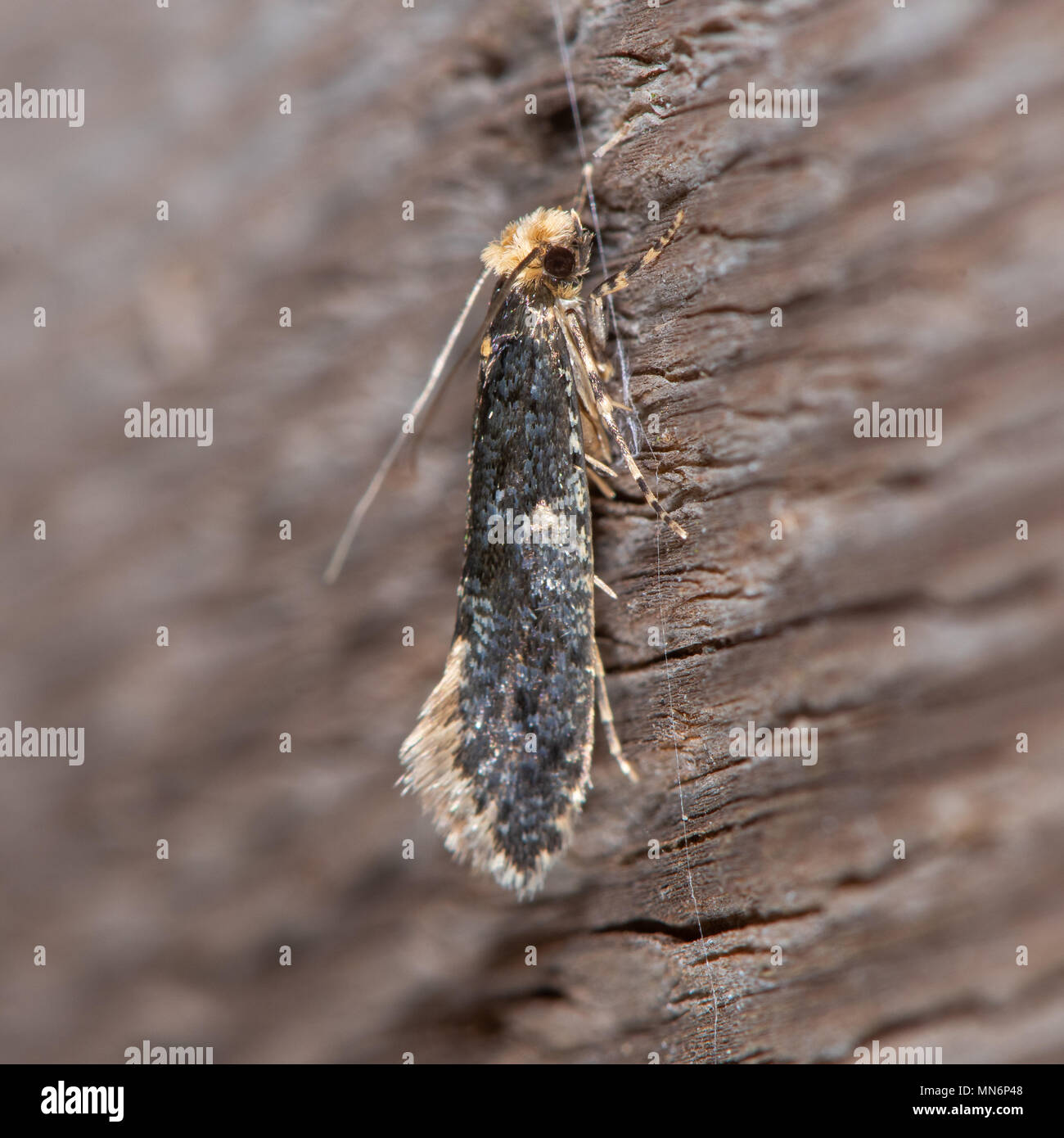 Polilla de la piel (Monopis laevigella) adulto. Pequeño insecto en la Familia Tineidae, uno de los muchos alrededor de owl pellets bajo lechuza nest Foto de stock