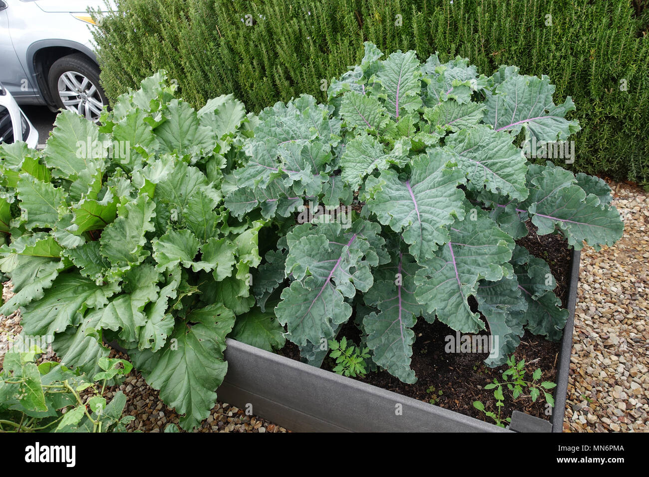 De ruibarbo y Kale Rojo Ruso crecen en un huerto Foto de stock