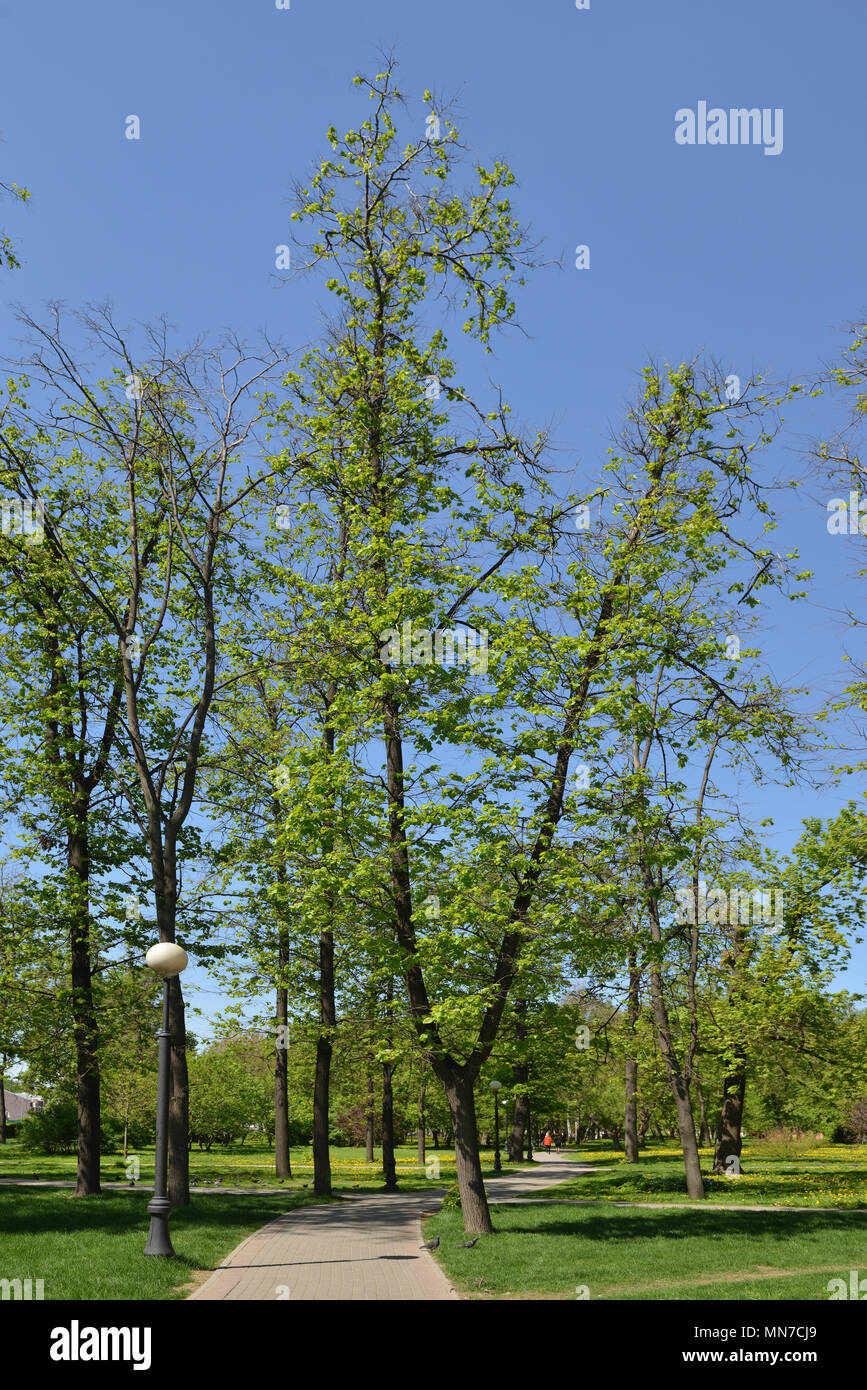Parque Petrovsky. Creada en 1827. Área total de 20 hectáreas. Moscú, Rusia Foto de stock