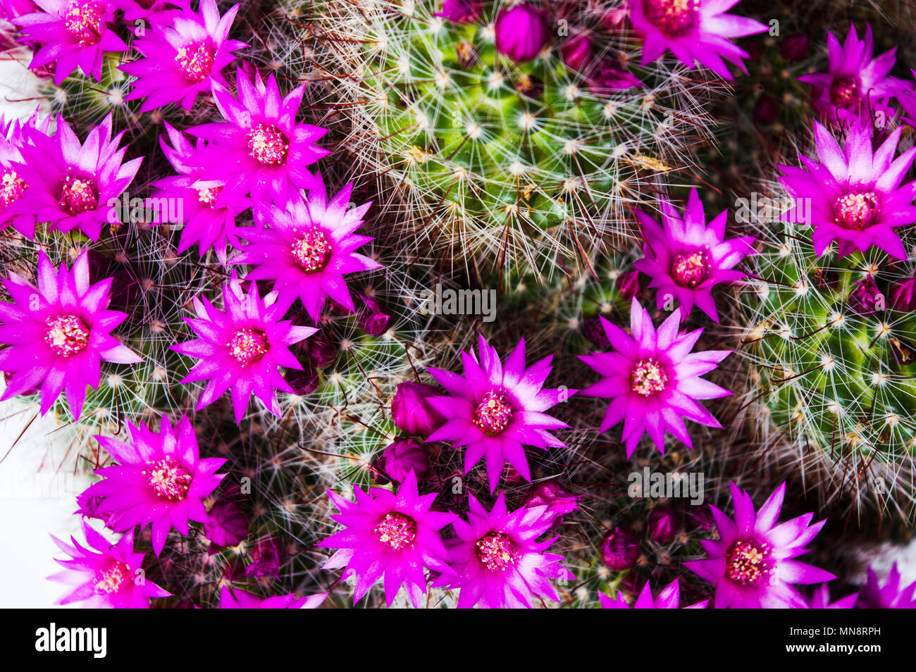 Flores de cactus fotografías e imágenes de alta resolución - Alamy