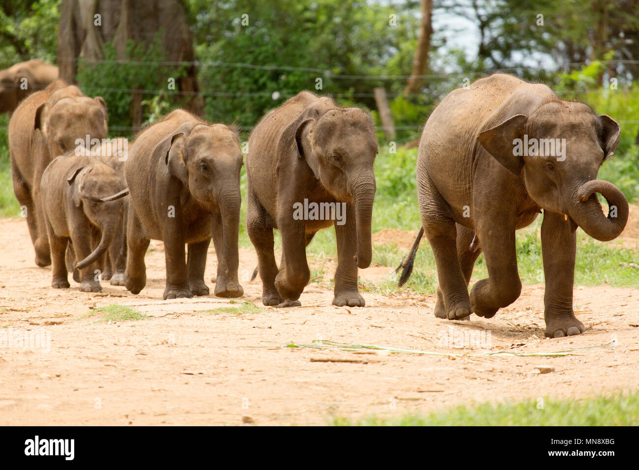 Los elefantes alimentándose en la Udwawalawe Transit Inicio elefantes en el Parque Nacional Uwawalawe en Sri Lanka. Foto de stock