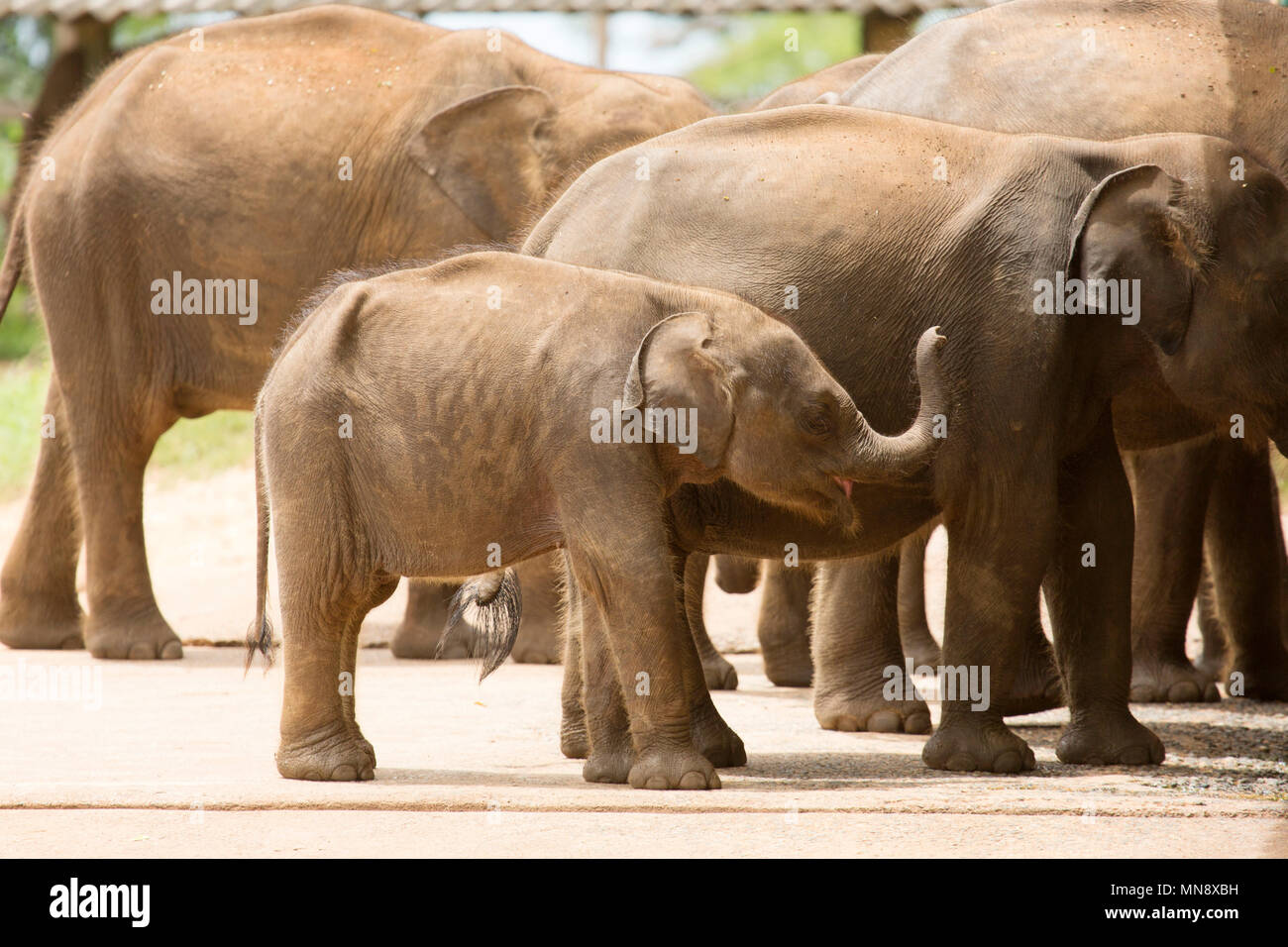 Los elefantes alimentándose en la Udwawalawe Transit Inicio elefantes en el Parque Nacional Uwawalawe en Sri Lanka. Los elefantes salvajes son alimentados en la planta que se es Foto de stock
