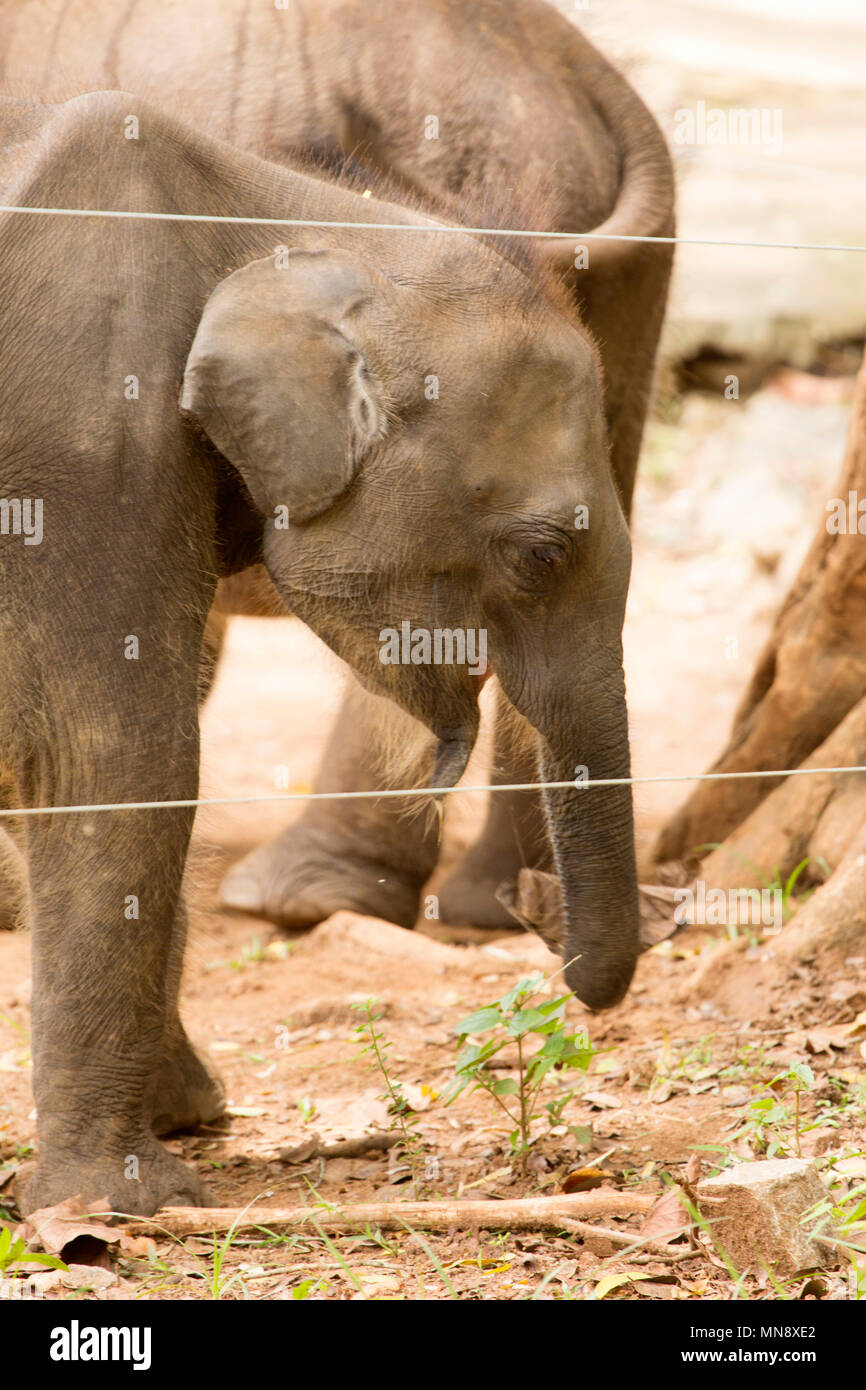 Elefante Elefante Udwawalawe alimentándose en el hogar de tránsito en Uwawalawe Parque Nacional en Sri Lanka. Los elefantes salvajes son alimentados en la planta que se est Foto de stock