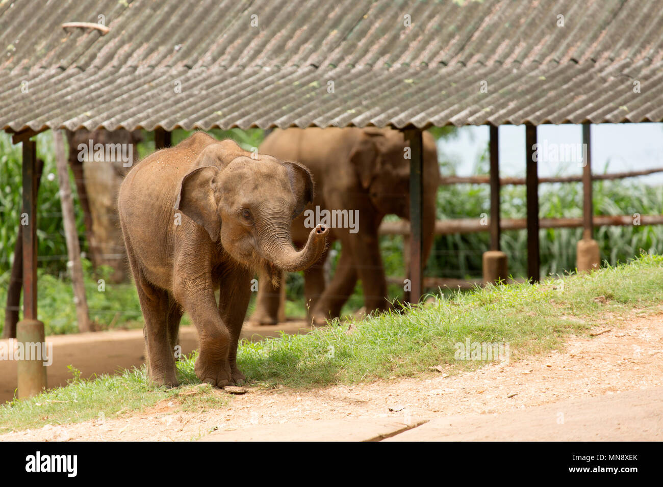 Los elefantes en el Elefante Udwawalawe Uwawalawe Transit Inicio en el Parque Nacional de Sri Lanka. Foto de stock