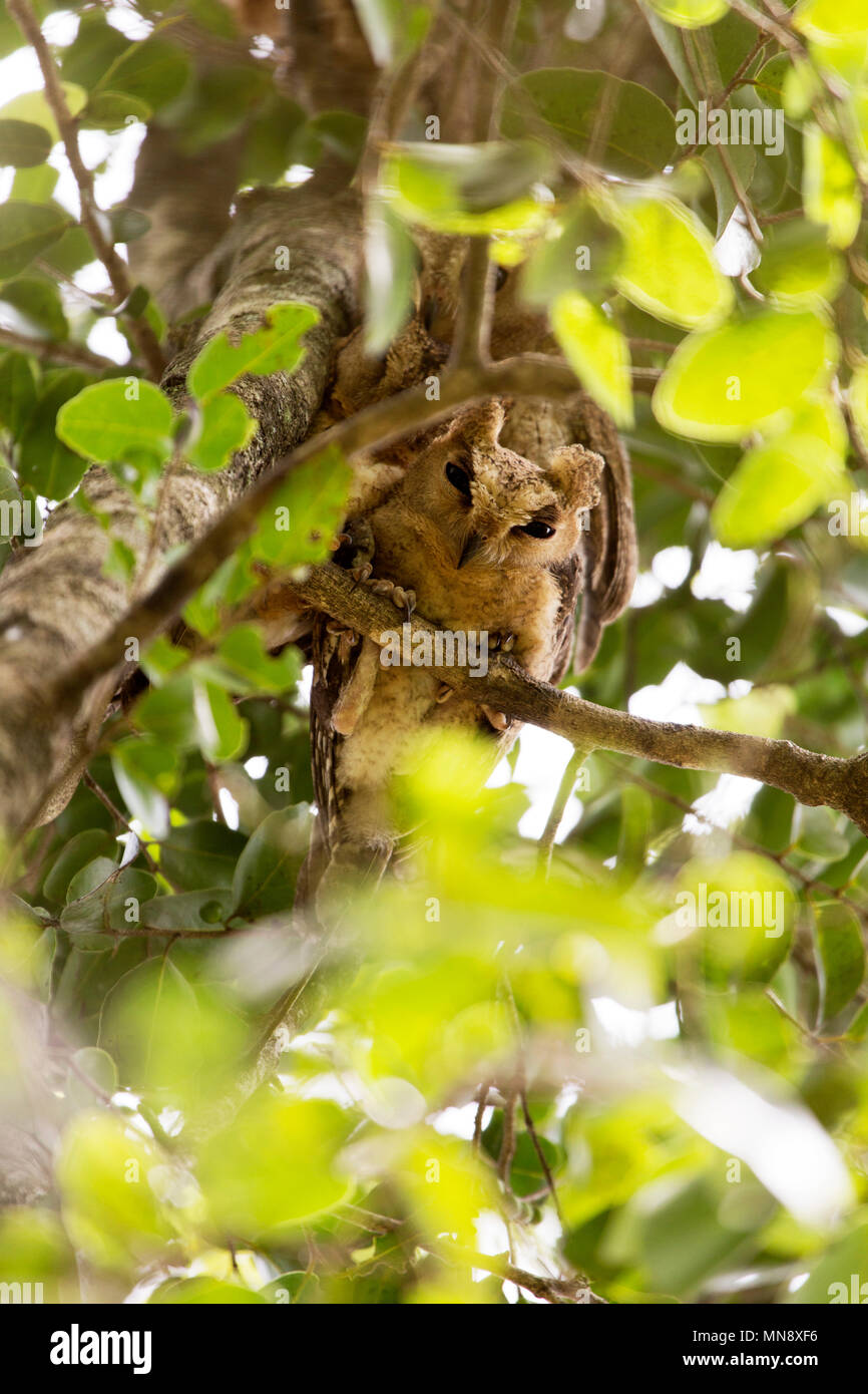 Indian autillo (Otus bakkamoena) en un árbol en el Parque Nacional Uwawalawe en Sri Lanka. Foto de stock