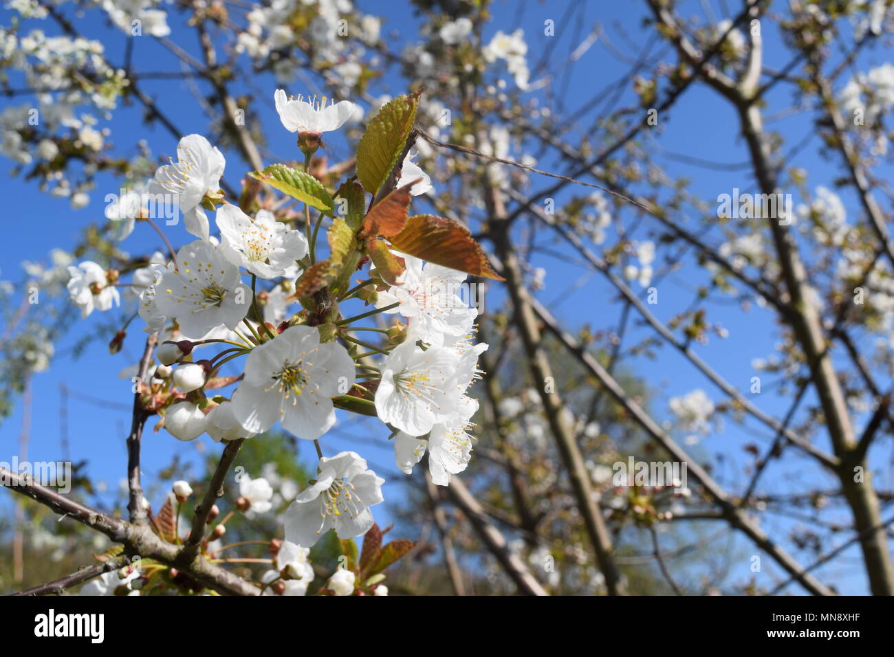 Primavera en Langenbergheim Foto de stock