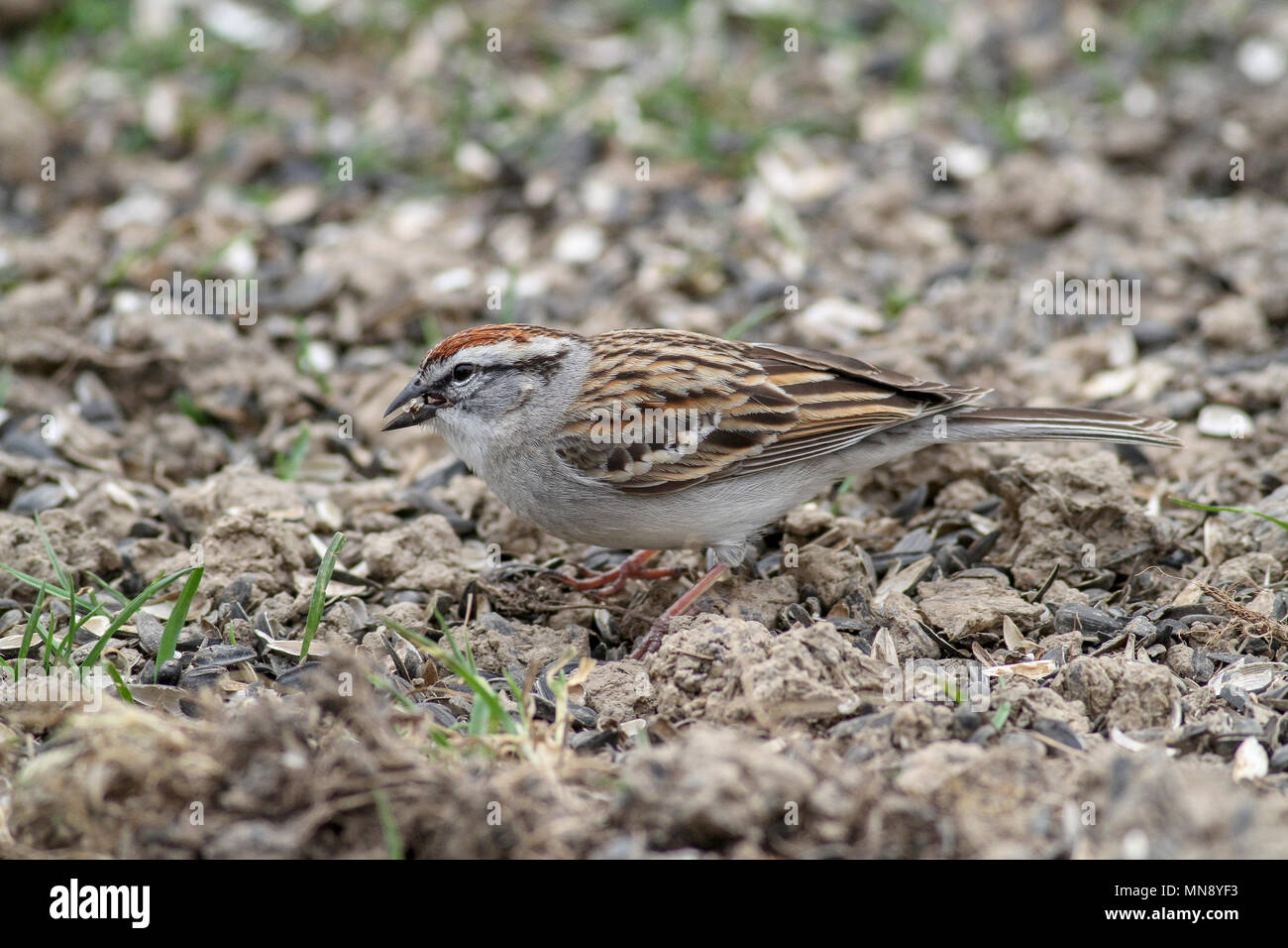 Chipping sparrow en Pennsylvania yard Foto de stock