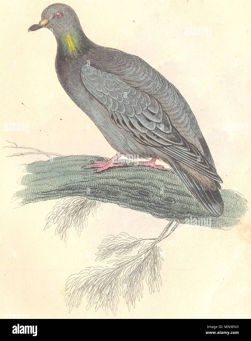 Las aves. Columba cenas. Colorear a mano original. John PRIDEAUX Selby 1835 imprimir Foto de stock