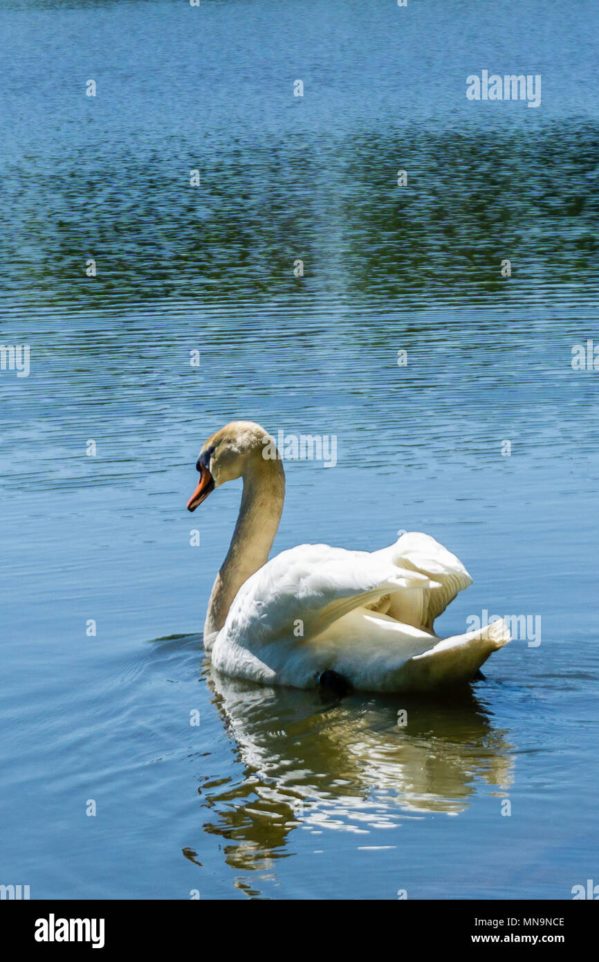 Foto vertical de macho joven cisne que flota sobre un lago con aguas azules. Las plumas de aves son de cuello blanco brillante pero todavía es marrón. Nada Animal f Foto de stock