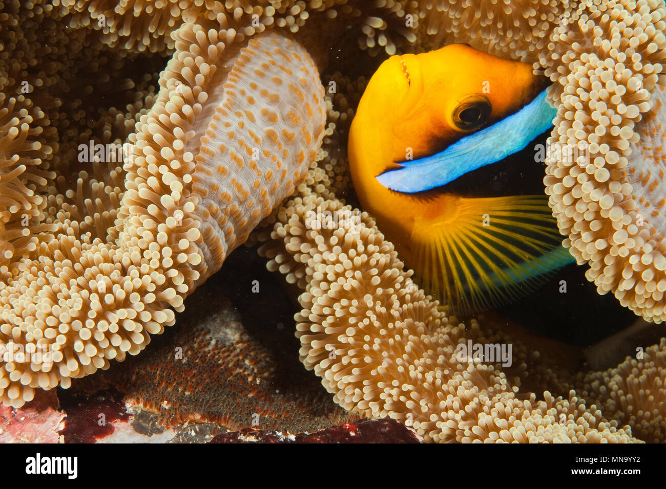 El pez payaso | | Anemonenfisch Amphiprion clarkii Foto de stock