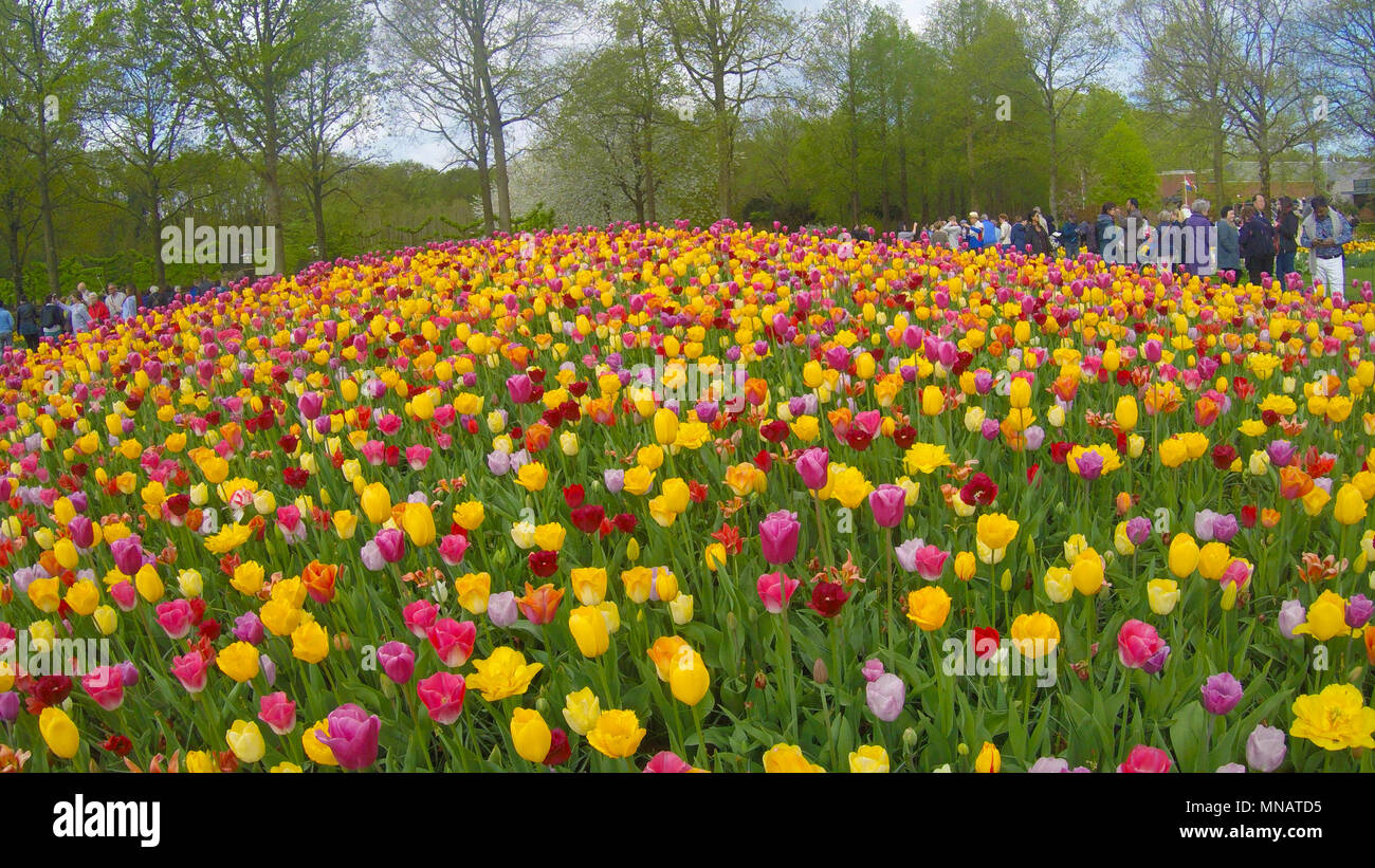 Dibujos hechos con los diseños para exhibir el colorido bulbos de primavera  en los jardines Keukenhof, Lisse, Holanda, los Países Bajos Fotografía de  stock - Alamy