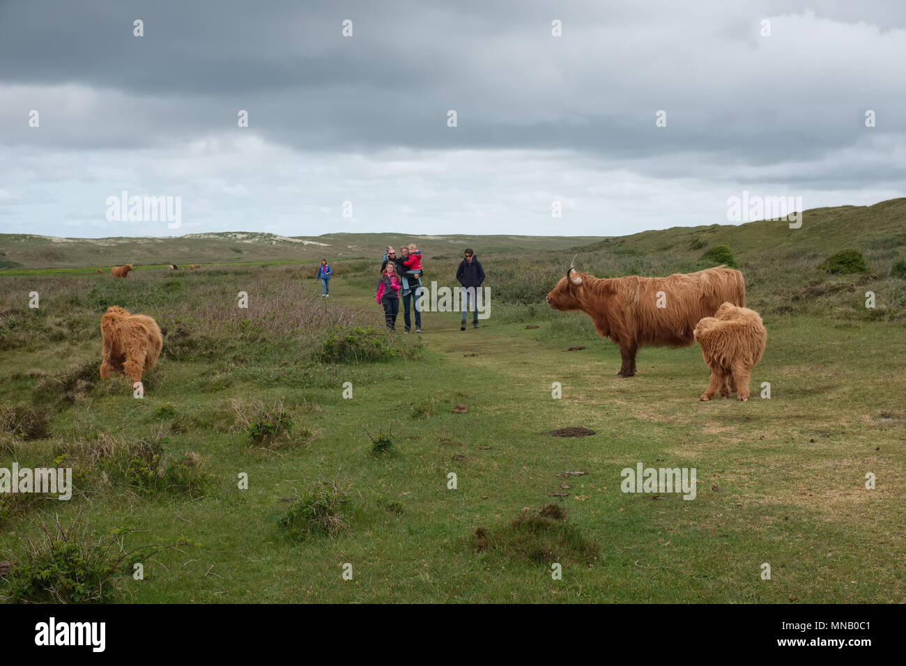 La ilustración muestra Scottish Highland vacas en las Dunas de Texel en Holanda. Foto de stock