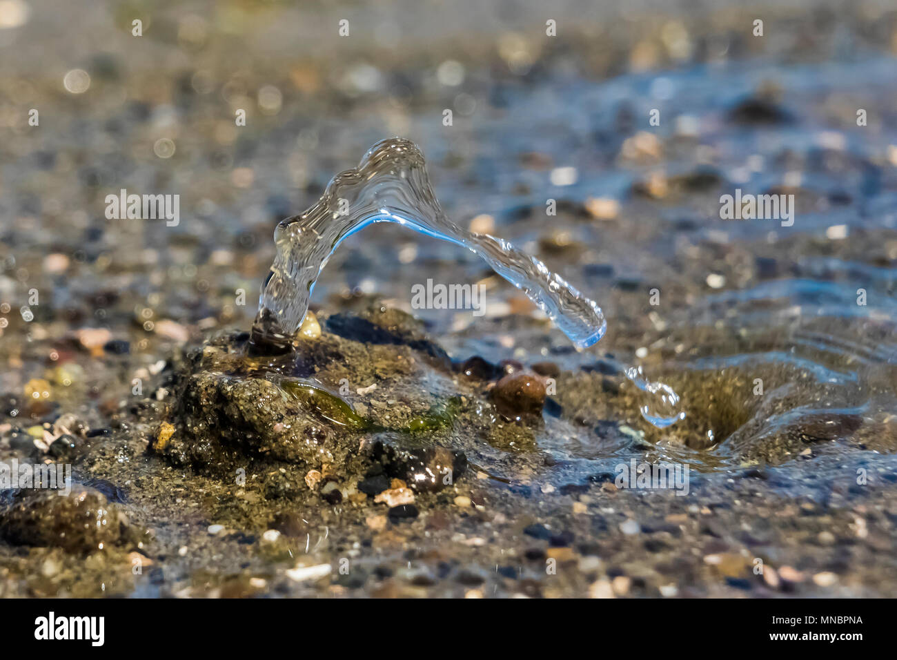 Pacífico almeja Geoduck, Panopea abrupta, que sale a chorros por las aguas residuales en el fango arena a lo largo de la orilla del Canal Puget en Arcadia, Mason County, Washi Foto de stock