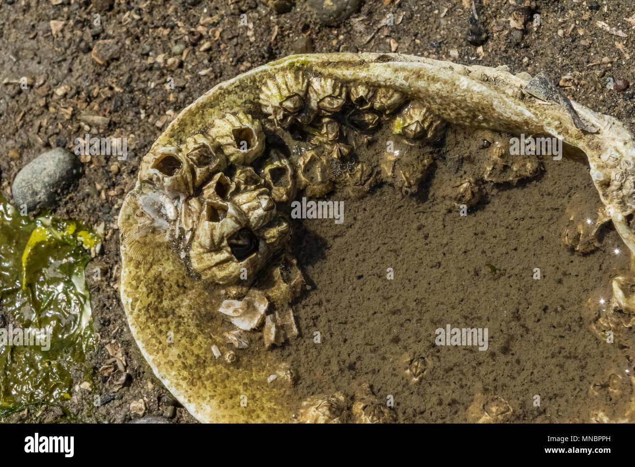 Percebes, Balanus glandula bellota, adjunta a una concha vacía a lo largo de la orilla del Canal Puget en Arcadia, Mason County, Estado de Washington, EE.UU. Foto de stock