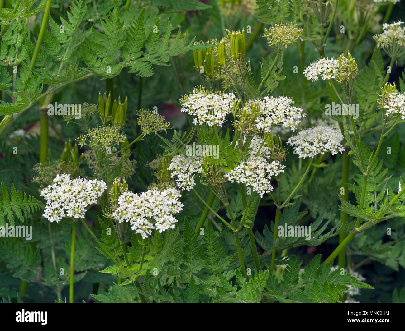 Sweet cicely Myrrhis odorata en el jardín de hierbas Foto de stock