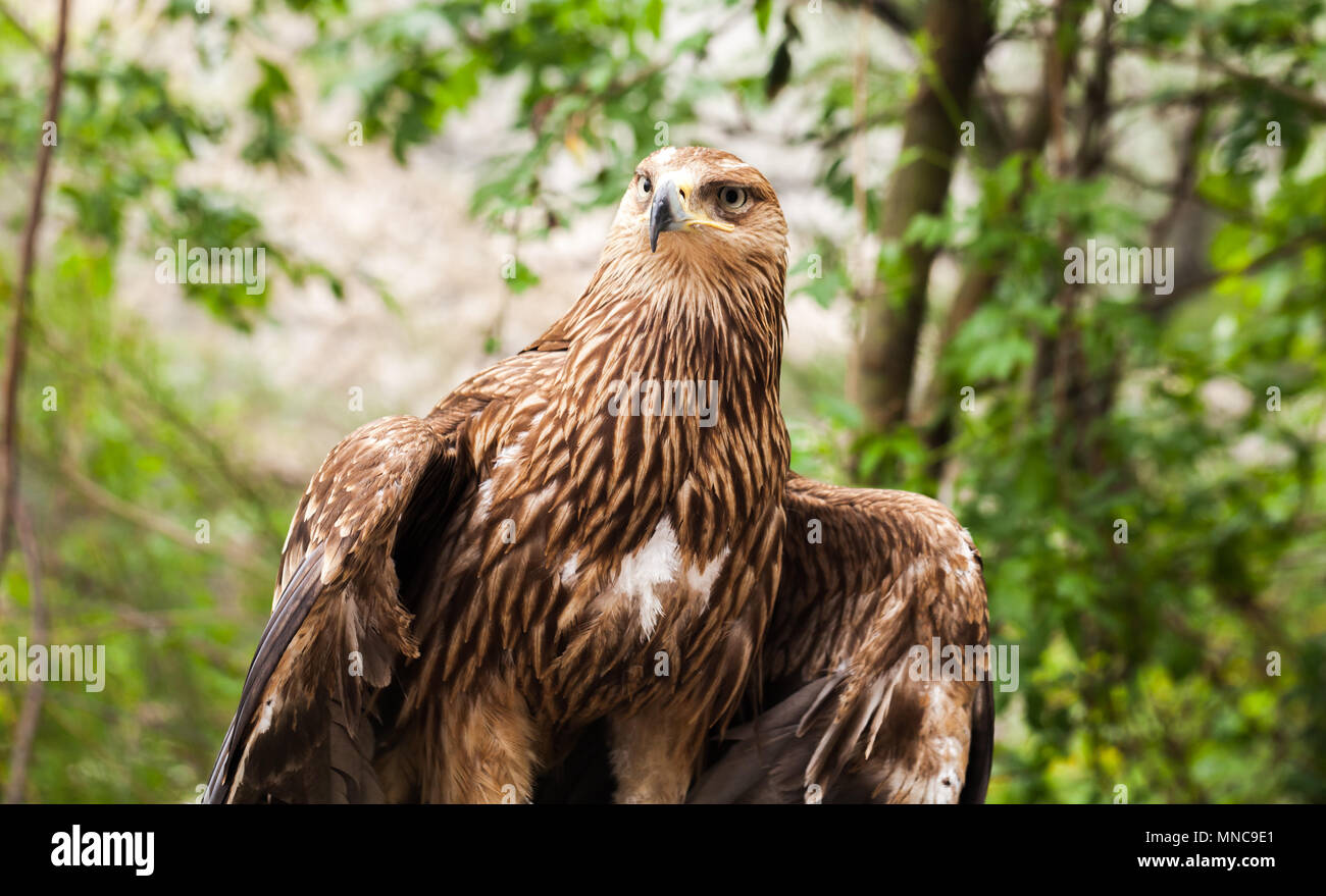 Águila real Aquila chrysaetos sentado en el bosque salvaje. Es uno de los mejores conocidos de aves de presa Foto de stock