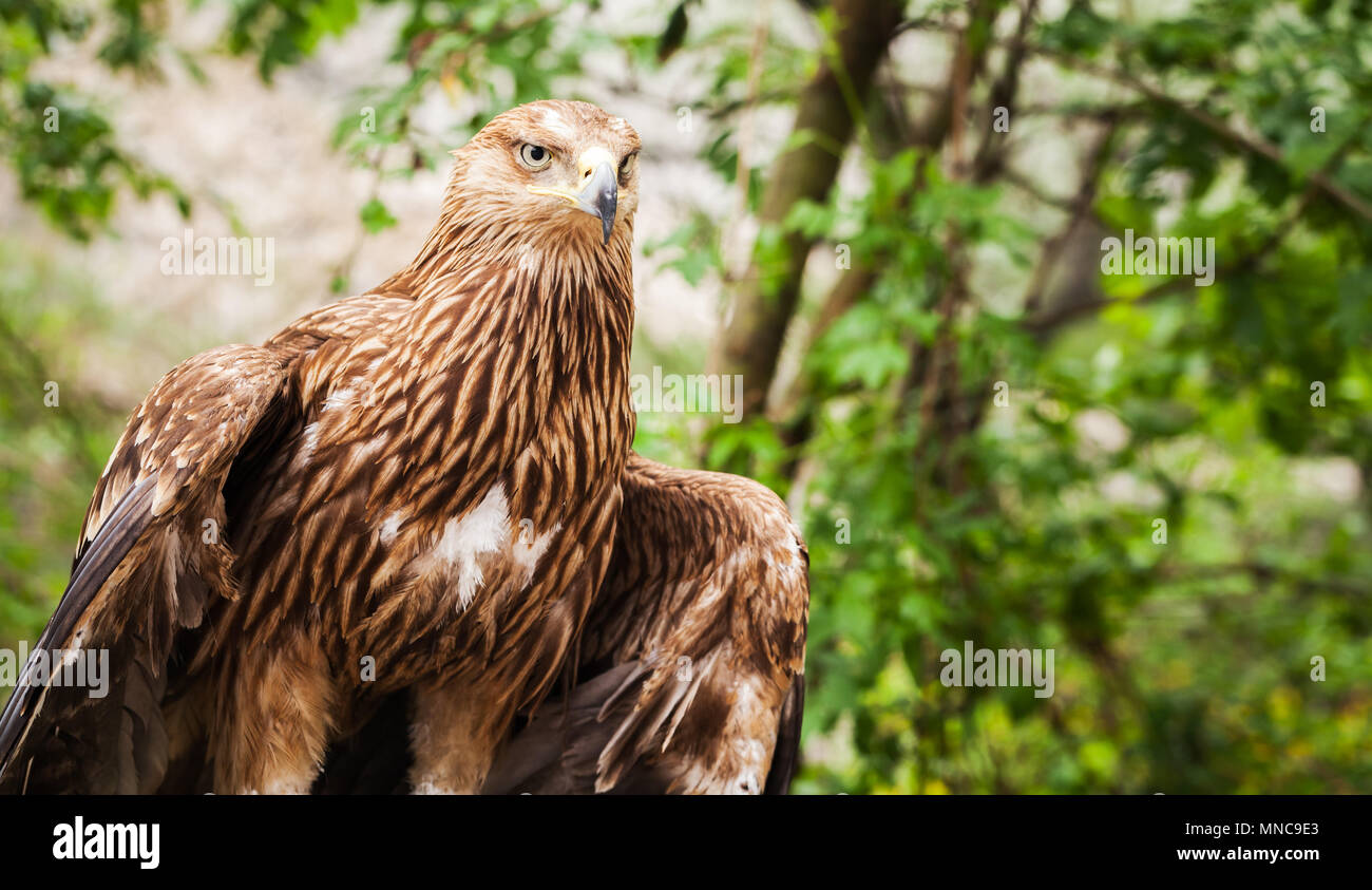 La foto del águila real Aquila chrysaetos. Es uno de los mejores conocidos de aves de presa Foto de stock