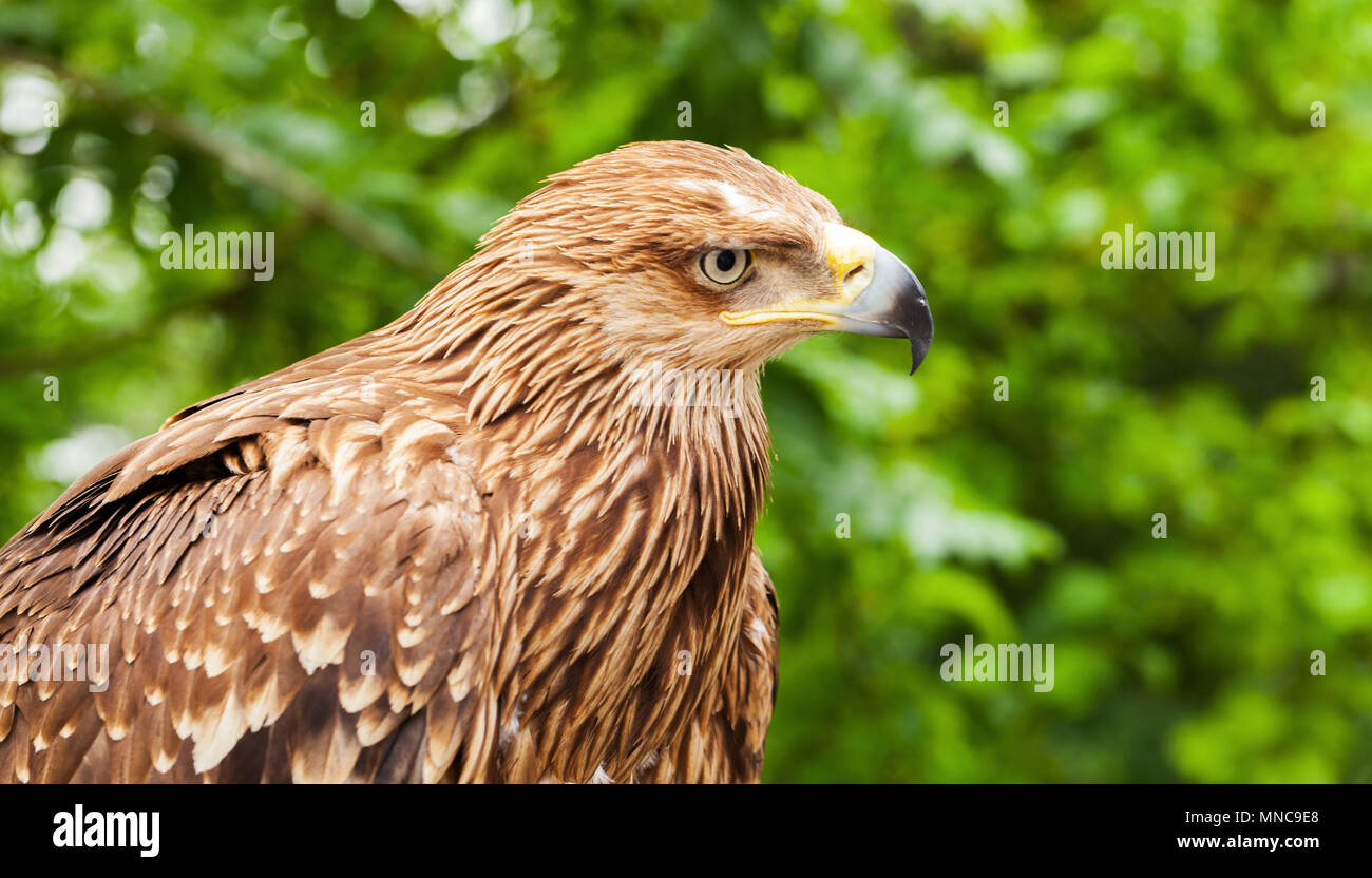 Cerca del perfil de cabeza de águila real Aquila chrysaetos. Es uno de los mejores conocidos de aves de presa Foto de stock