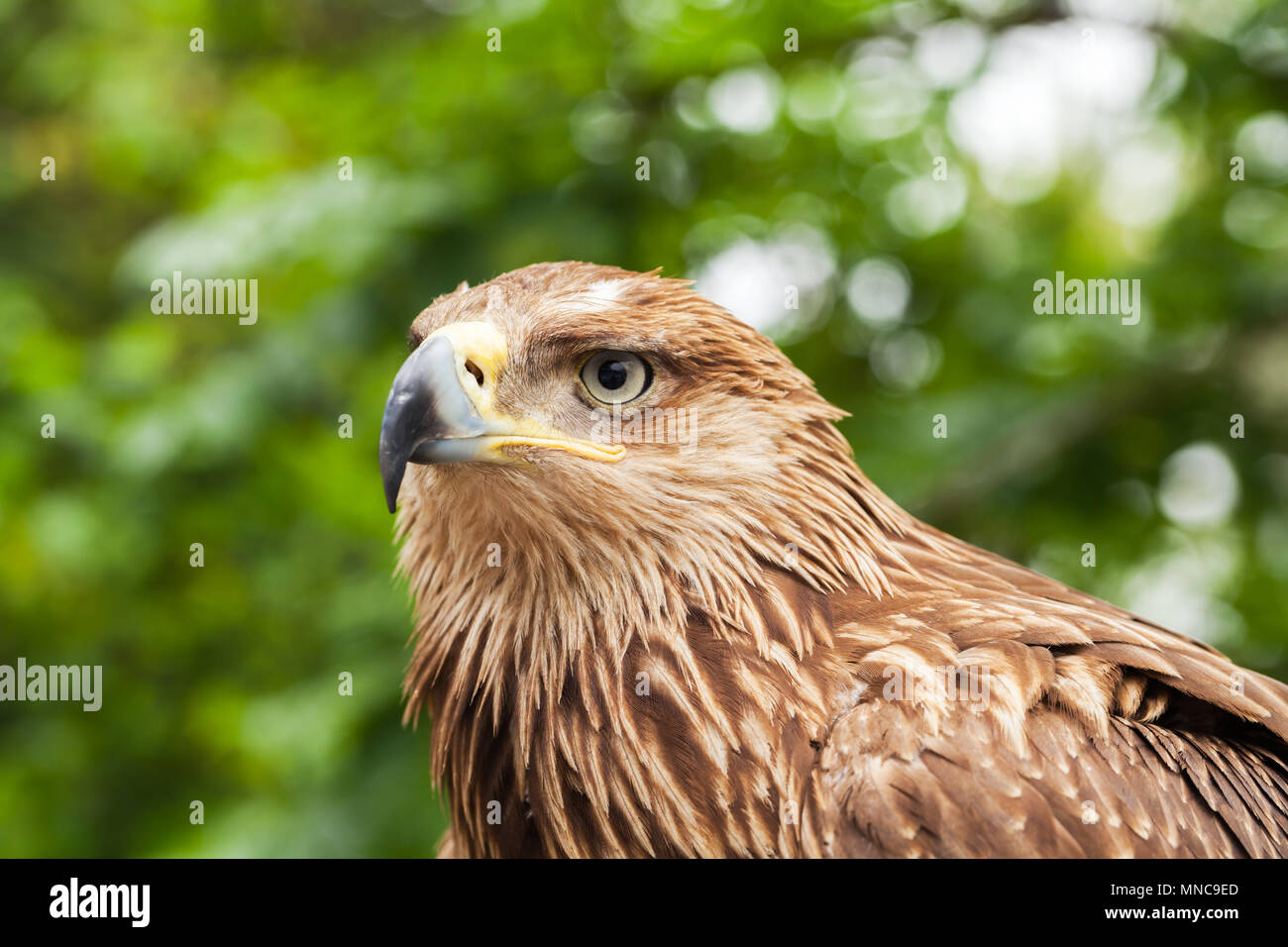 Close-up retrato de águila real Aquila chrysaetos. Es uno de los mejores conocidos de aves de presa Foto de stock