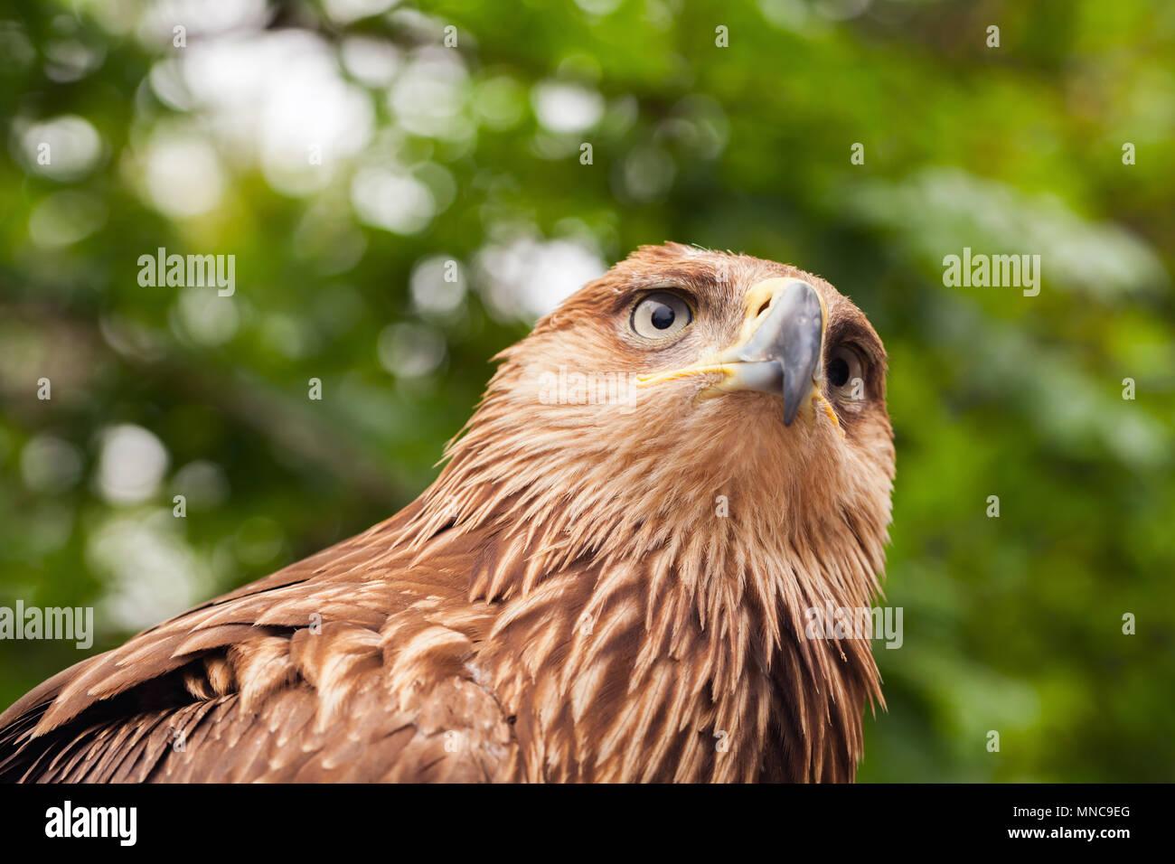 Cerca de cabeza de águila real Aquila chrysaetos. Es uno de los mejores conocidos de aves de presa Foto de stock