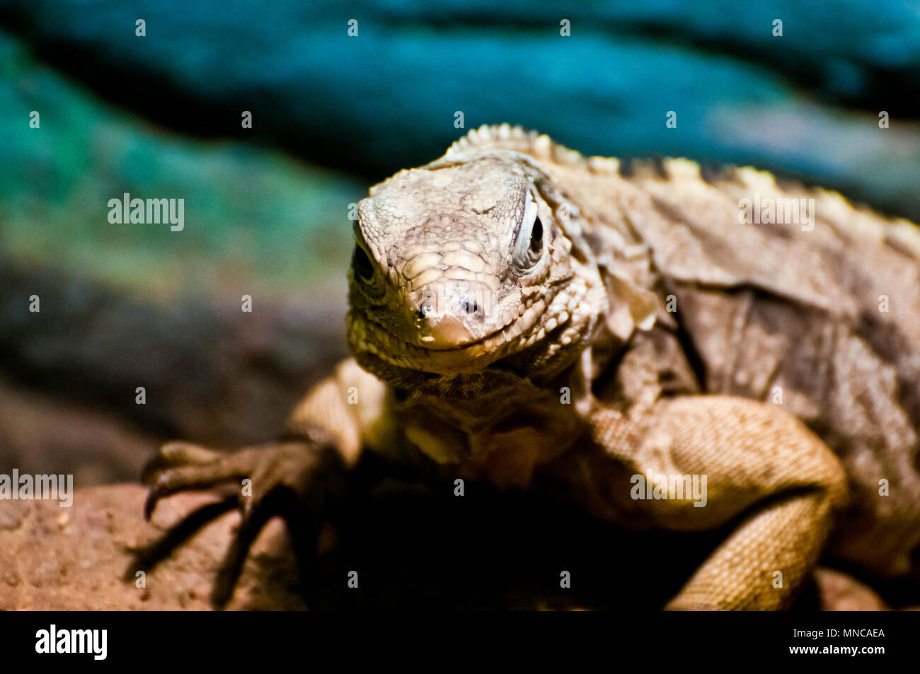 Rock cubano iguana o Cyclura nubila en cautividad Foto de stock