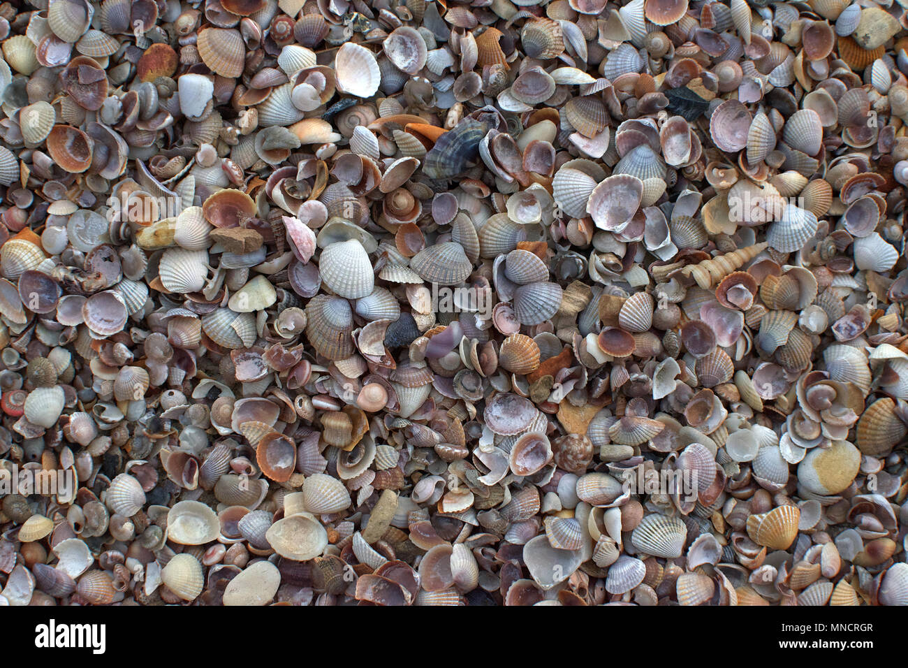Mejillones Closeup detallado sobre un fondo de textura de papel tapiz de playa Foto de stock
