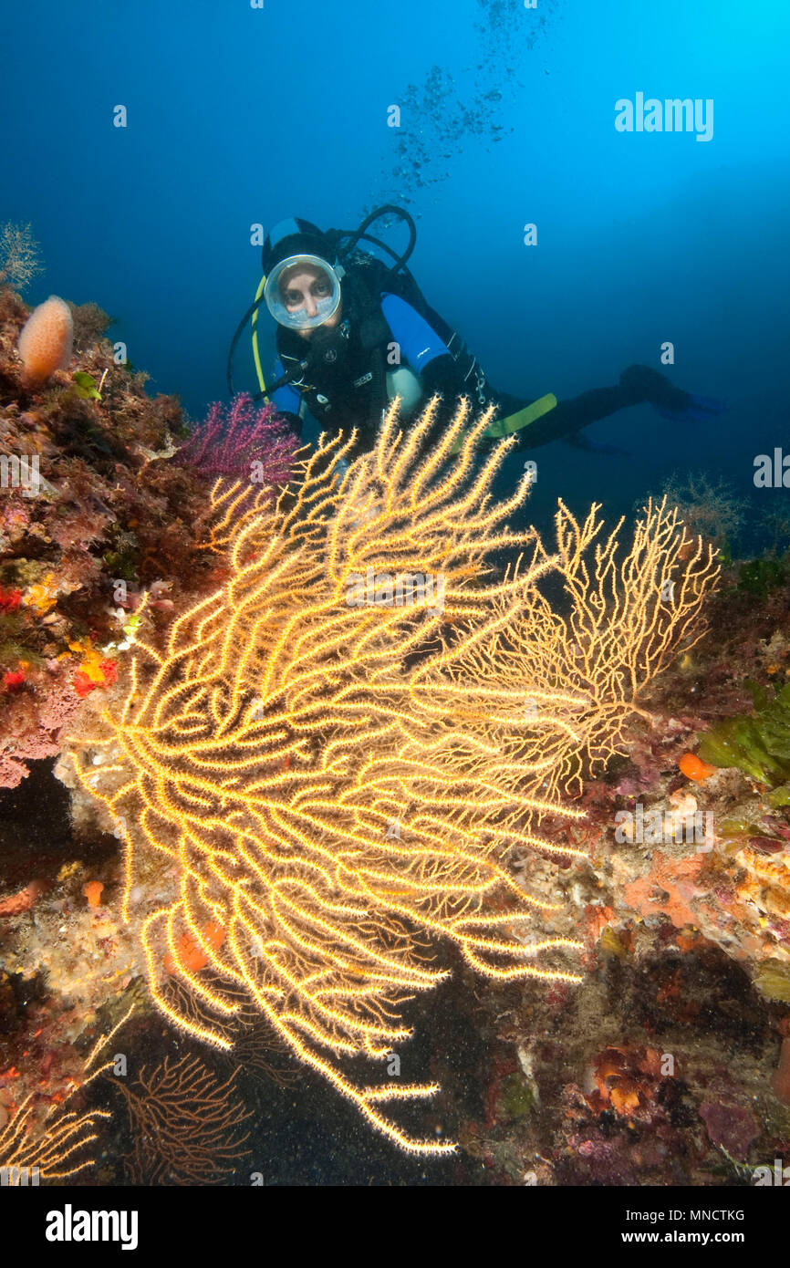 Diver y amarillo Ventilador gorgonia coral en el Mar Mediterráneo | Taucherin mit Mittelmeer Fächerkoralle / Gelbe Gorgonien (Eunicella cavolinii) Foto de stock