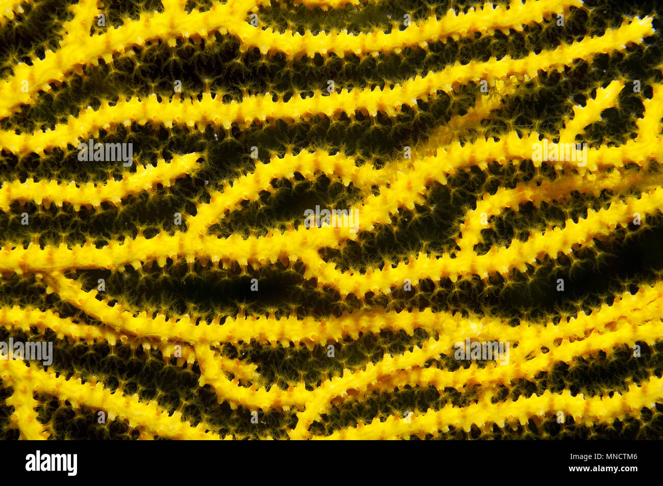 Ventilador gorgonia amarilla coral en el Mar Mediterráneo | Mittelmeer Fächerkoralle / Gelbe Gorgonien (Eunicella cavolinii) Foto de stock