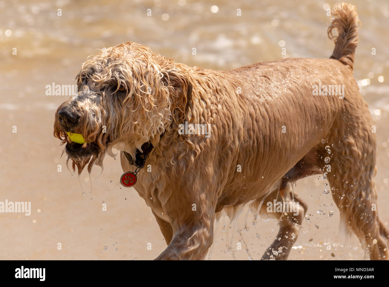 Perro terrier de color arena portando una bola fuera del mar en un juego de Fetch en la playa. Foto de stock