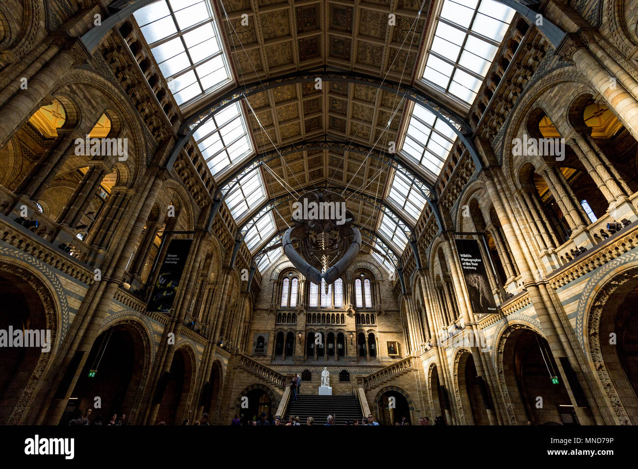 Londres - 10 de mayo de 2018: el interior del edificio del Museo de Historia Natural de Londres con esqueleto de ballena azul Foto de stock