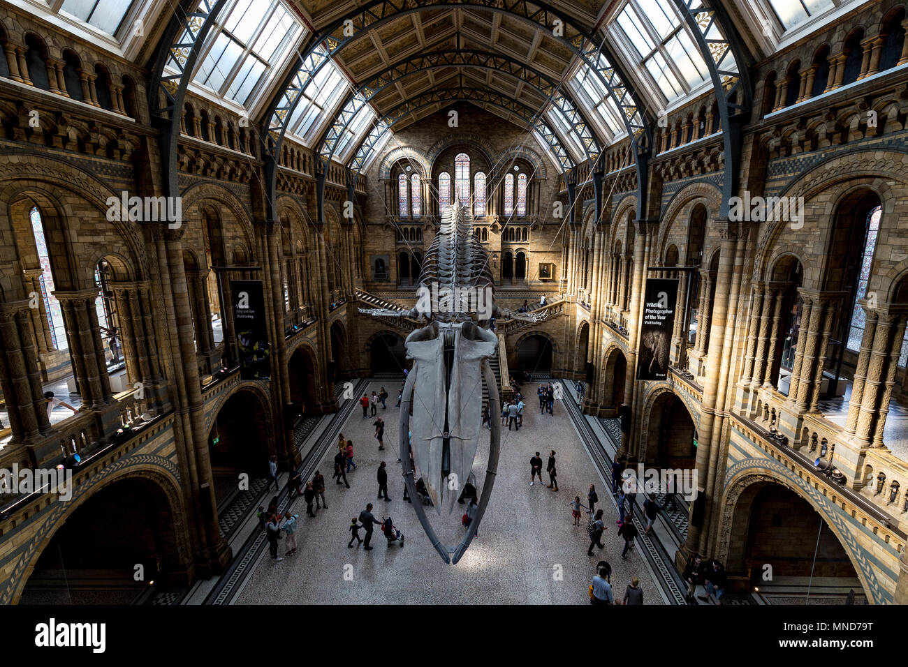 Londres - 10 de mayo de 2018: el interior del edificio del Museo de Historia Natural de Londres con esqueleto de ballena azul Foto de stock