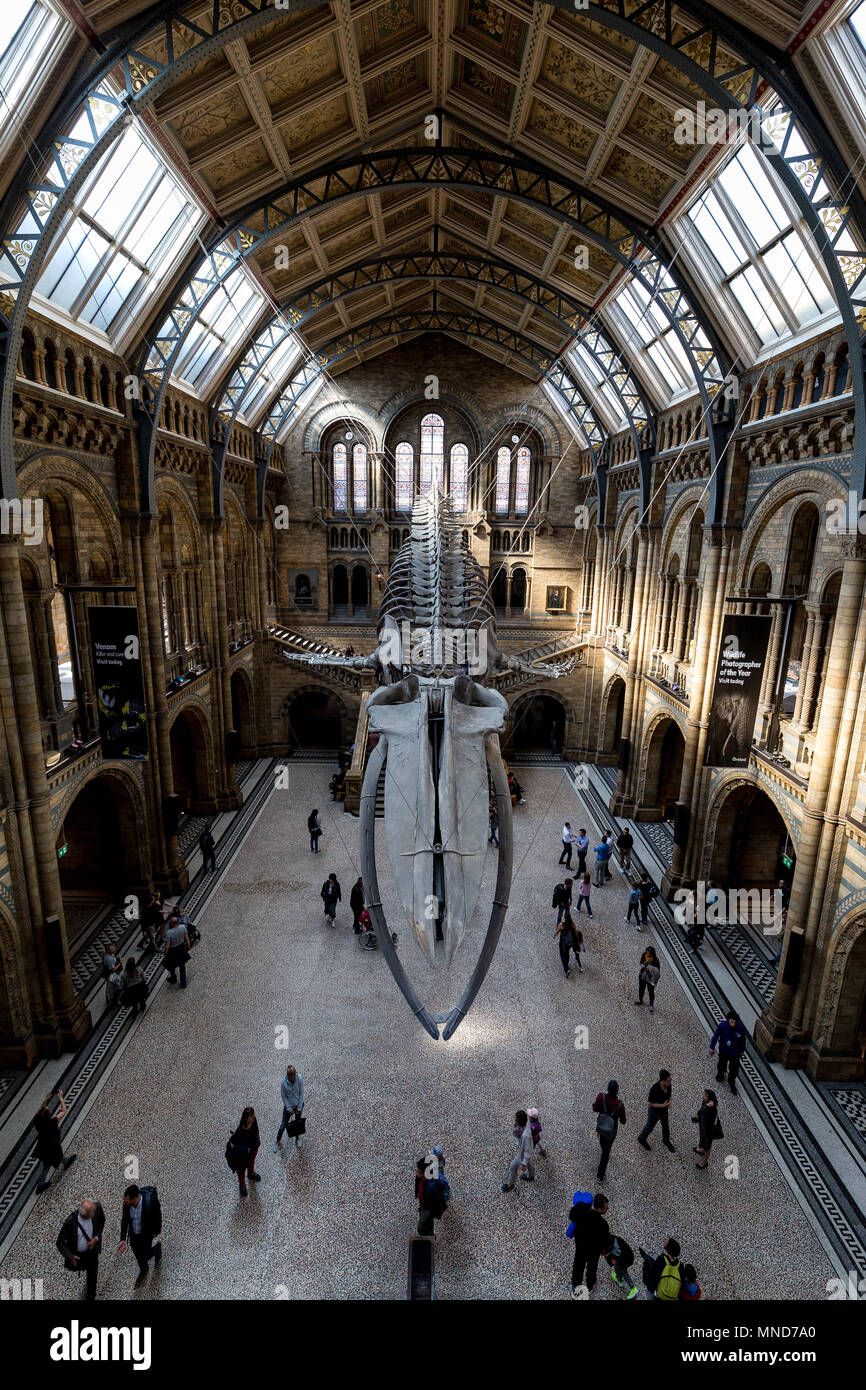 Londres - 10 de mayo de 2018: el interior del edificio del Museo de Historia Natural de Londres con esqueleto de ballena azul Foto de stock